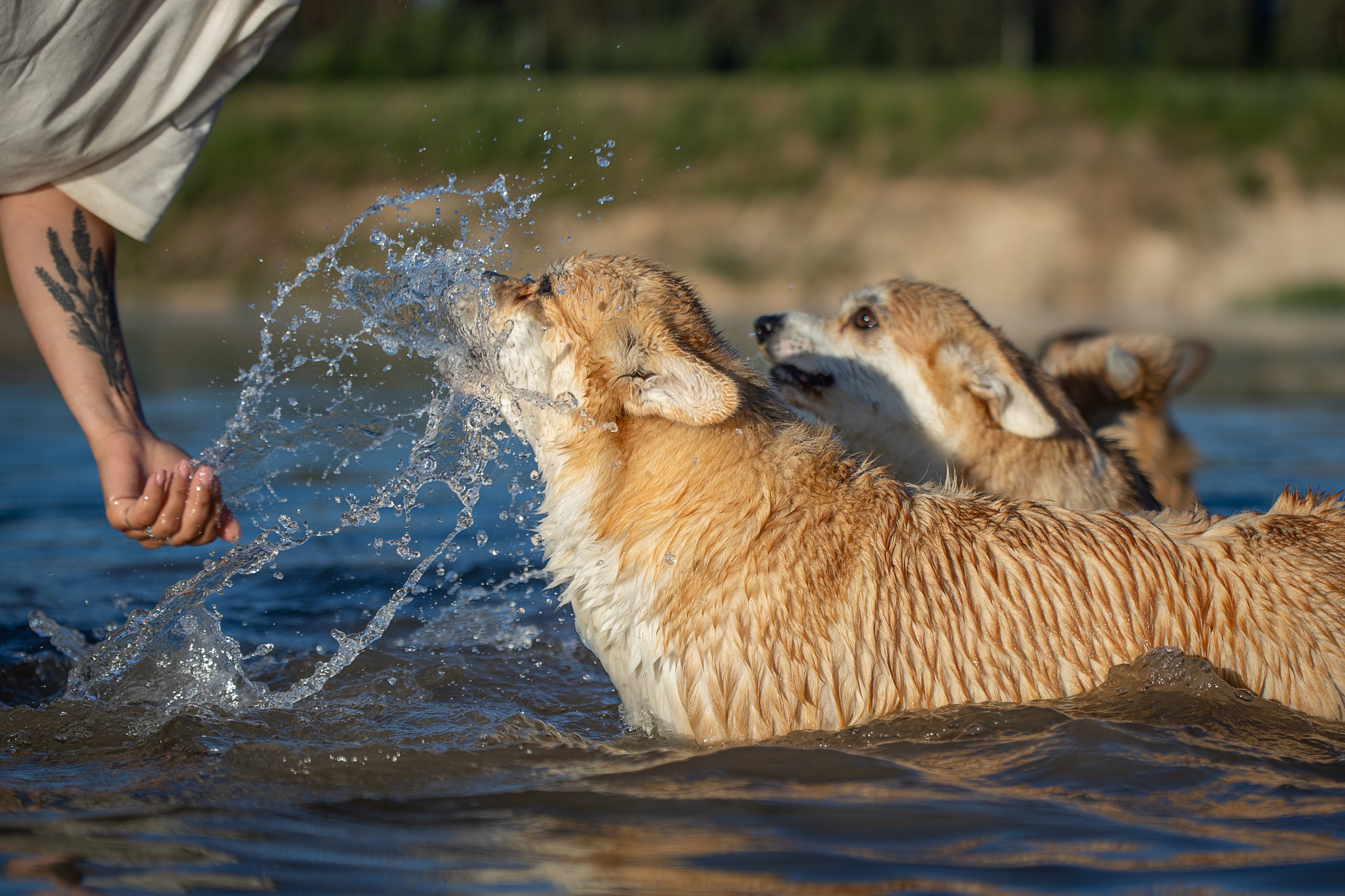 Рассвет. Фотограф-анималист Александра Шеремет