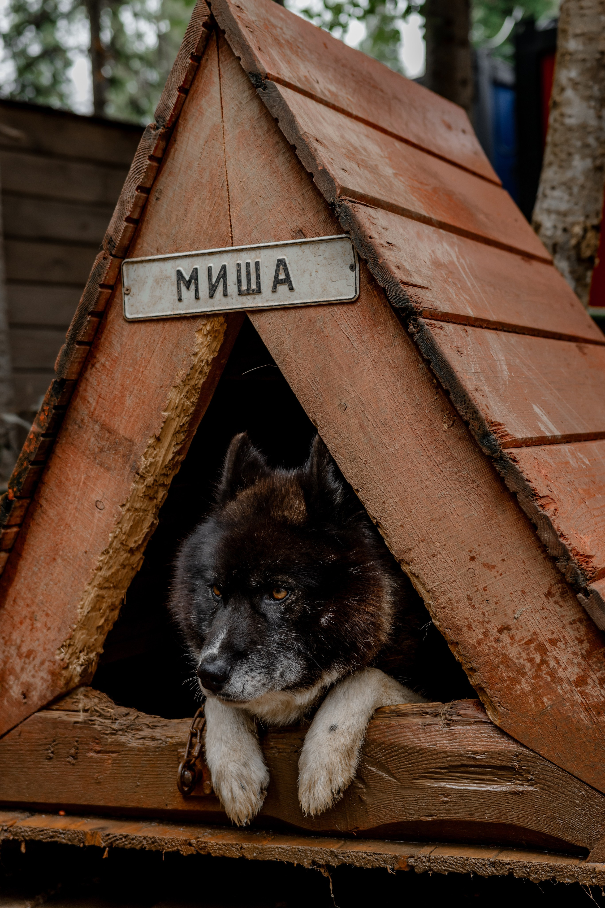 Дог-треккинг