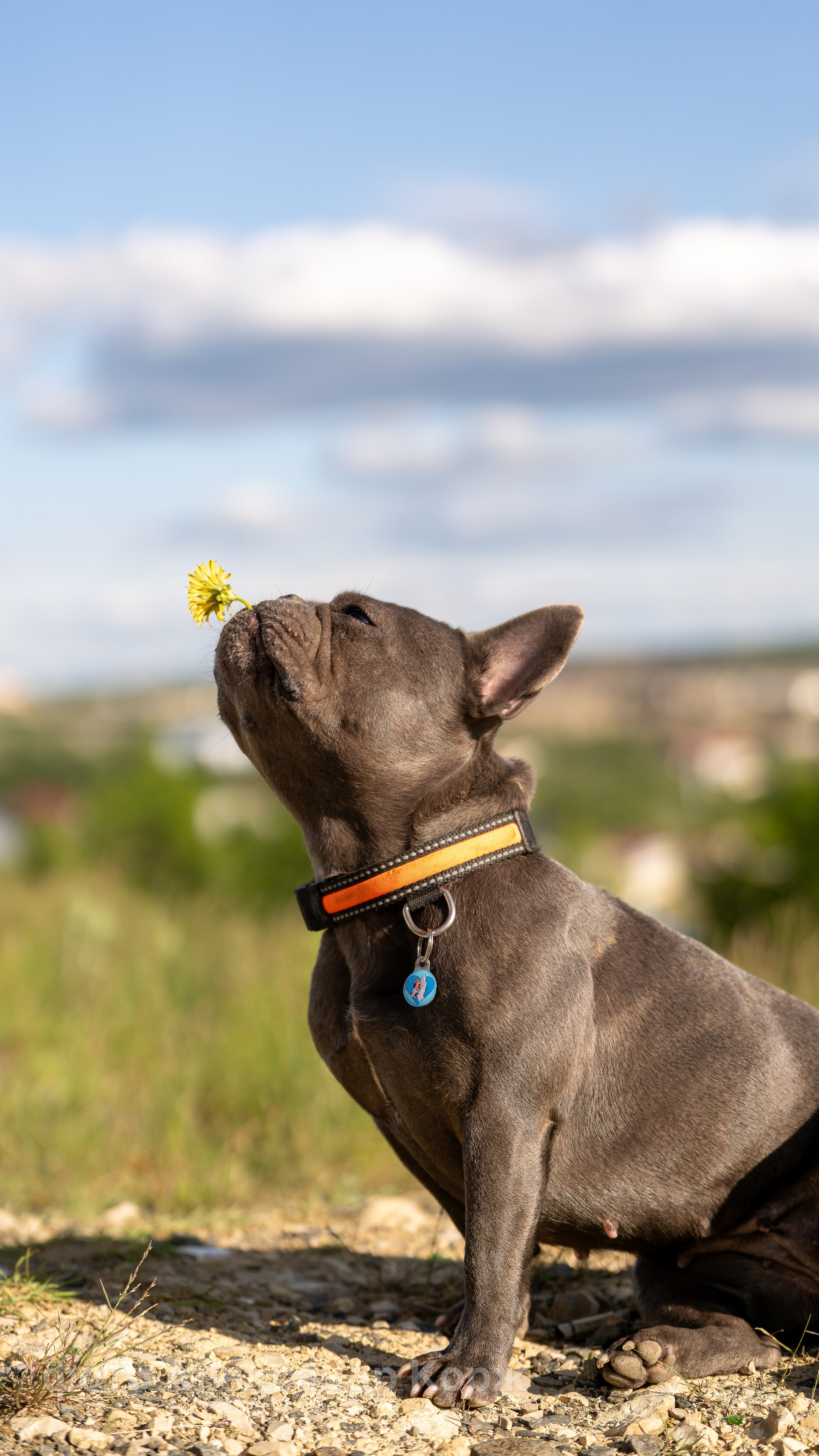 Животные. Фотографии и видеосъемка, Айхал, Удачный, Якутия. Фотографии Айхал