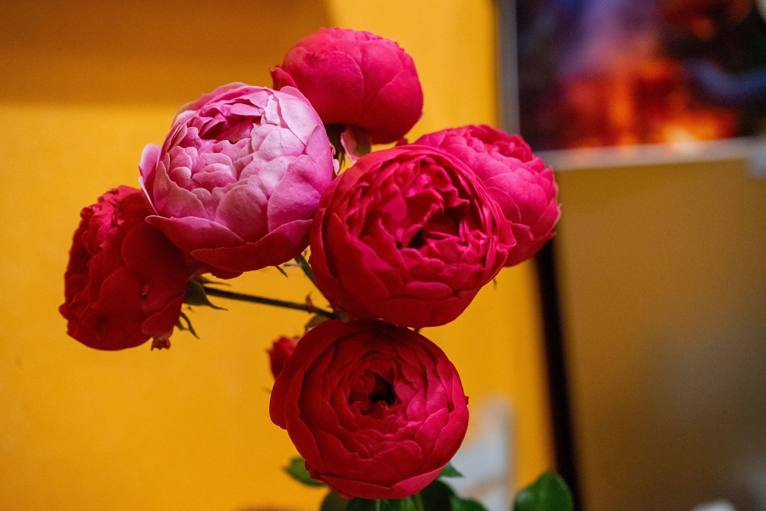 Портфолио. Фотограф из Чистополя