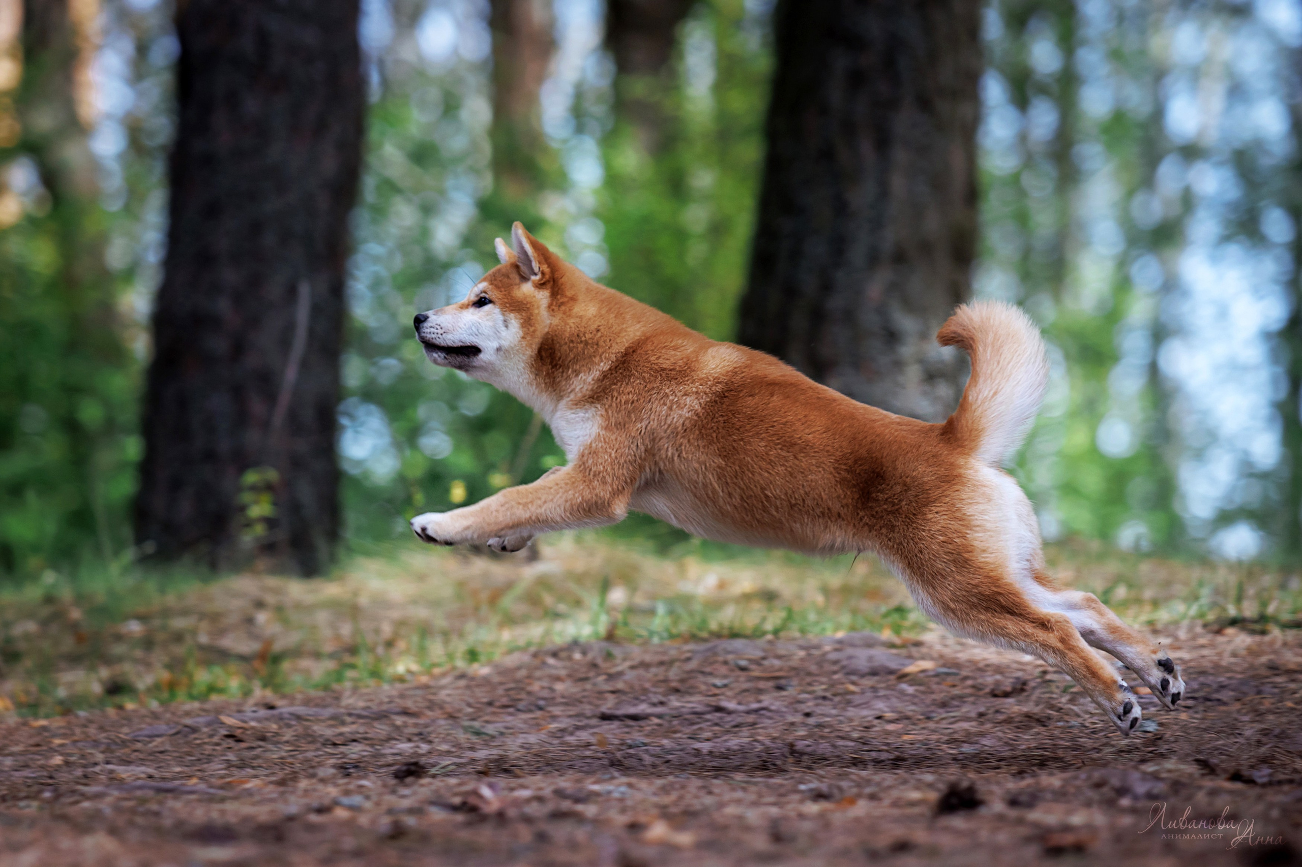 Сиба. Фотограф анималист Аня Ливанова | Рыбинск