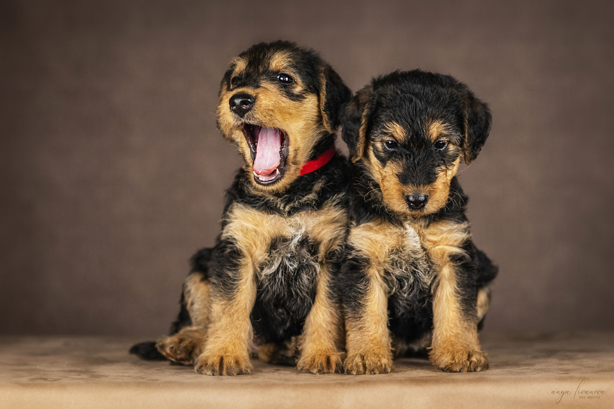 Эрдели. Фотограф анималист Аня Ливанова | Рыбинск