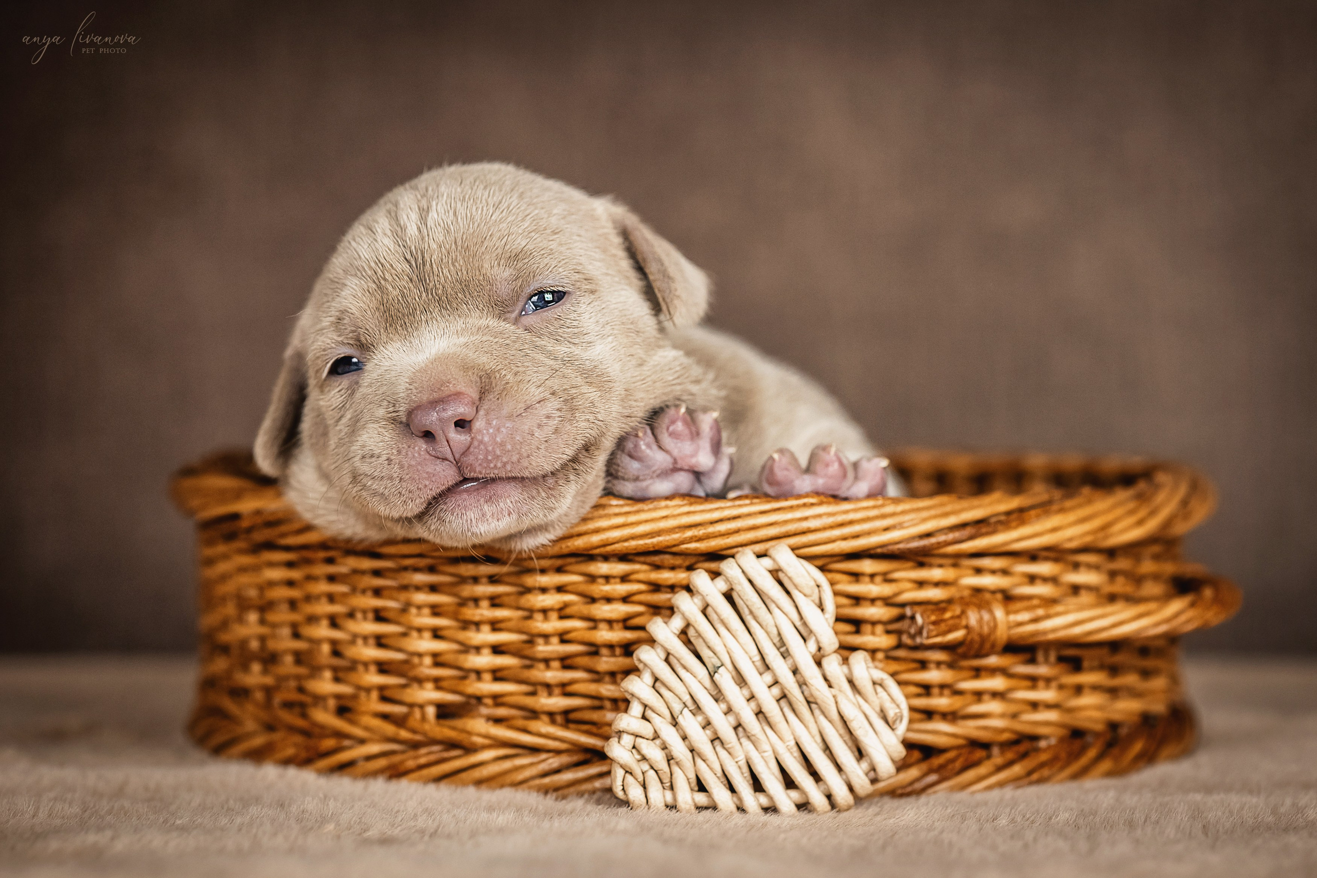 Амбулли. Фотограф анималист Аня Ливанова | Рыбинск