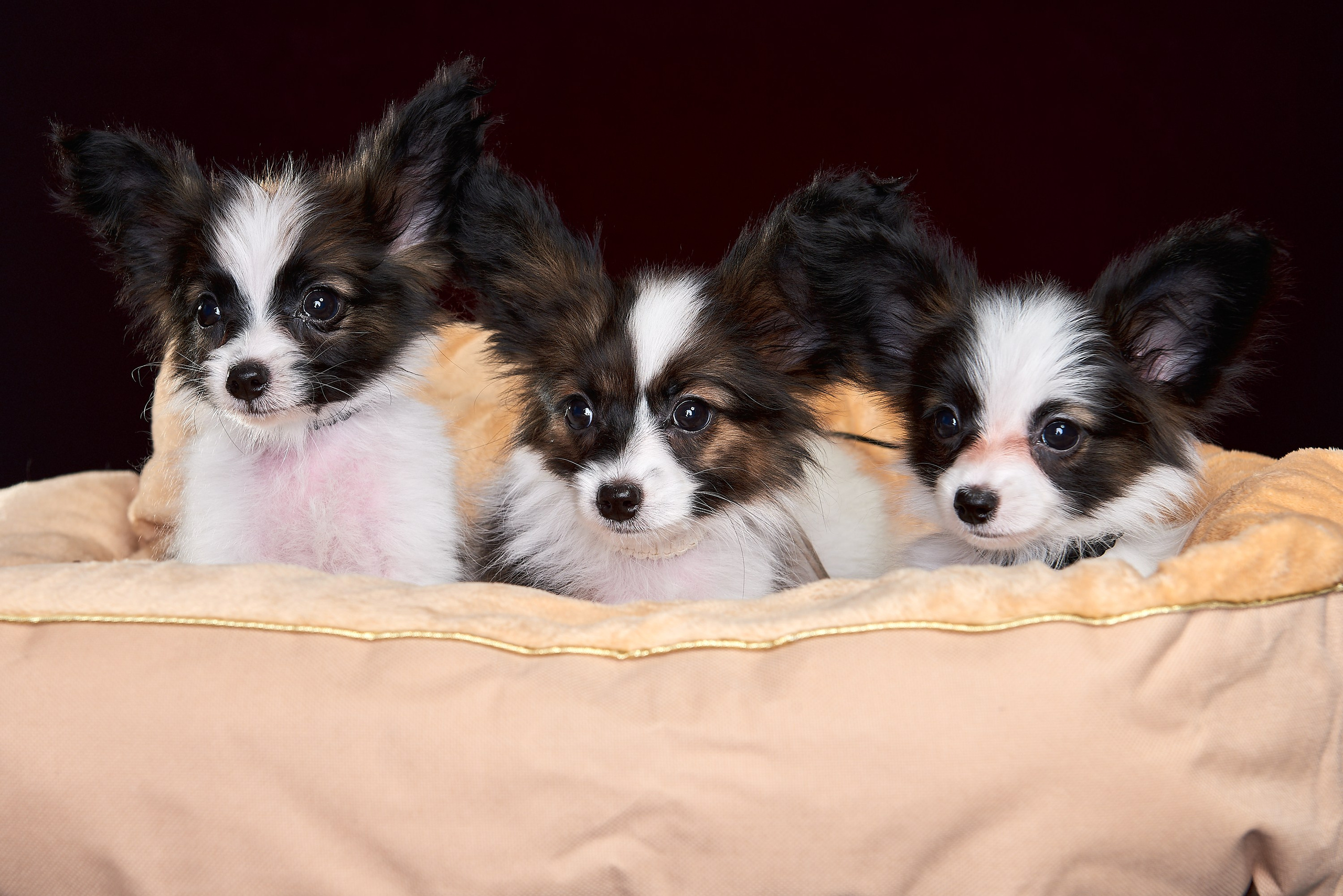 Фотосъемка животных