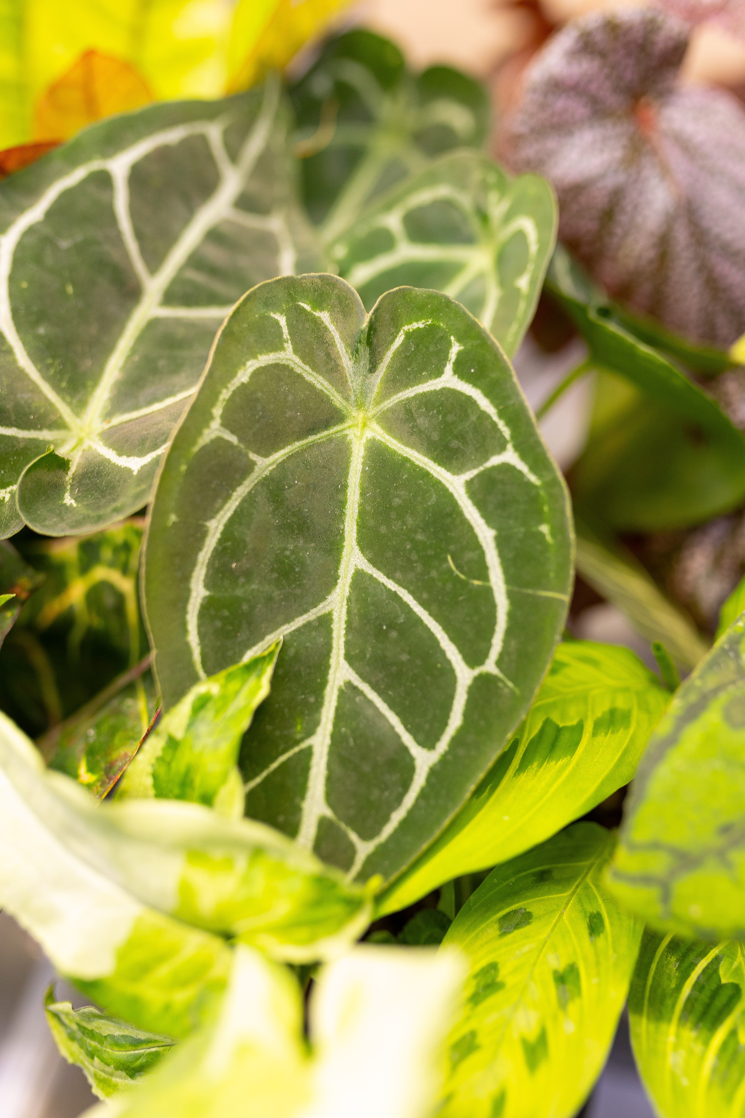 Орхидиум 12.2025. Александра Куликова фотограф, Москва