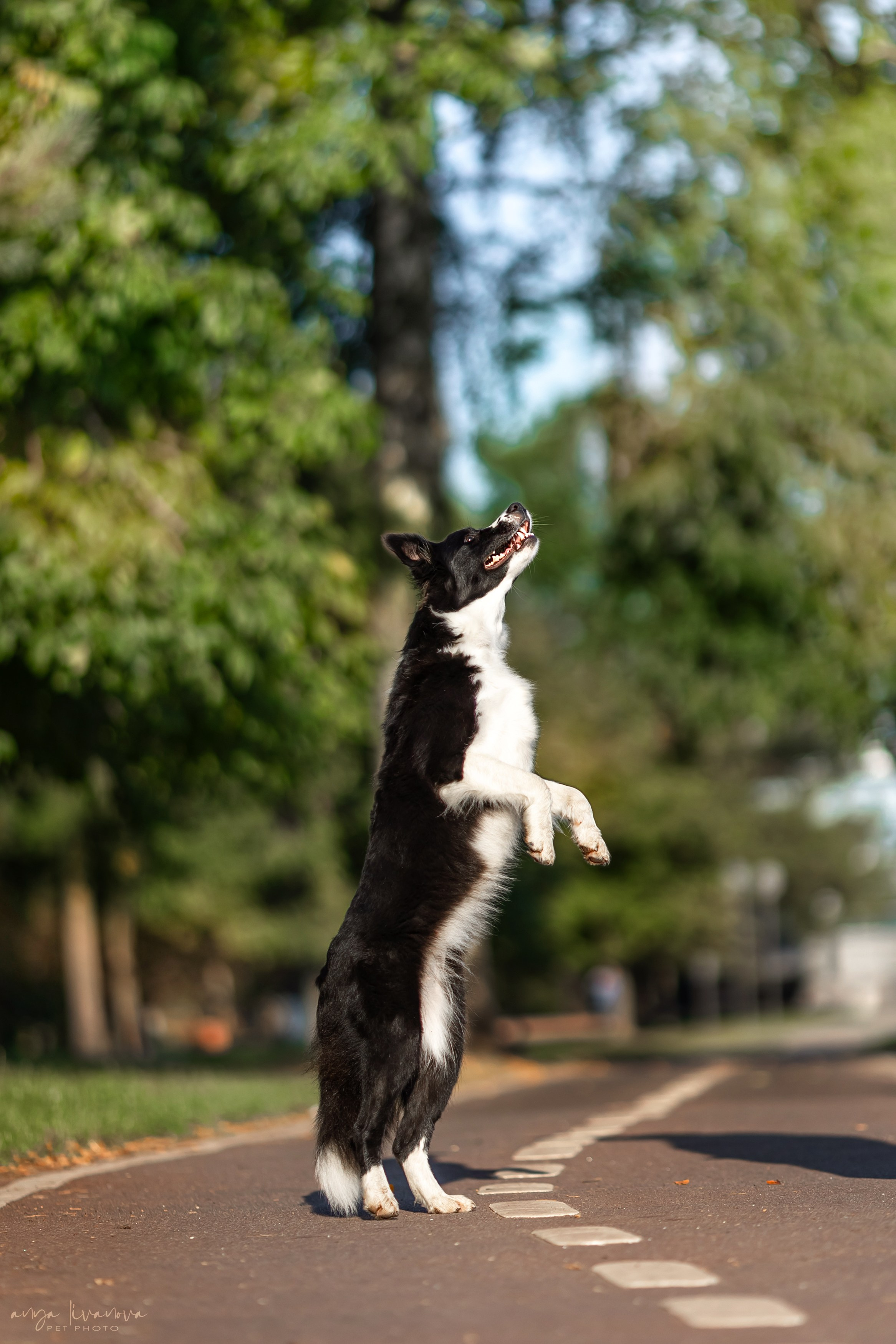 Алена и Майли. Фотограф анималист Аня Ливанова | Рыбинск