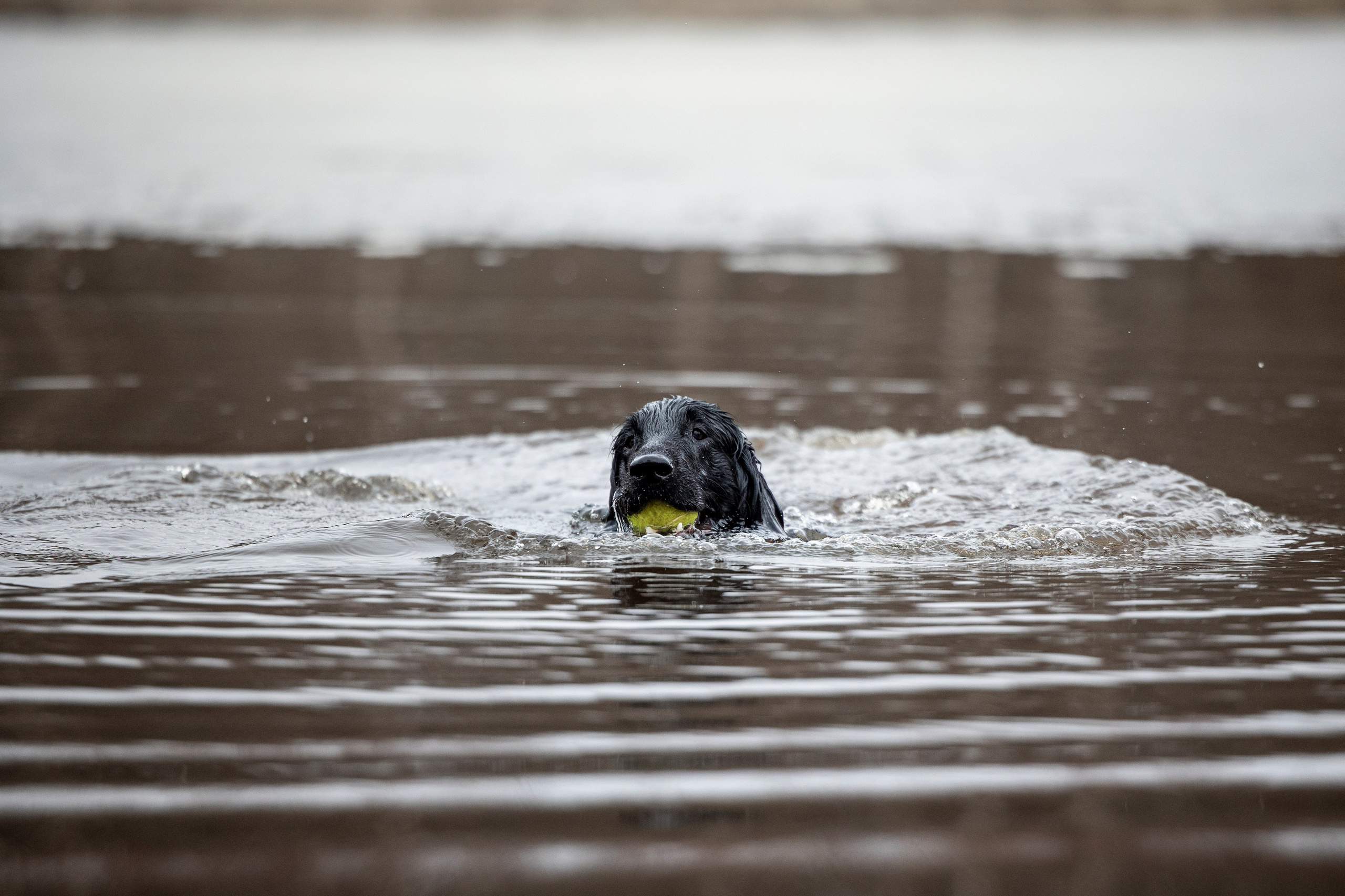 Ора, Ева, Рози и их семья. Фотограф — Анималист | Санкт-Петербург