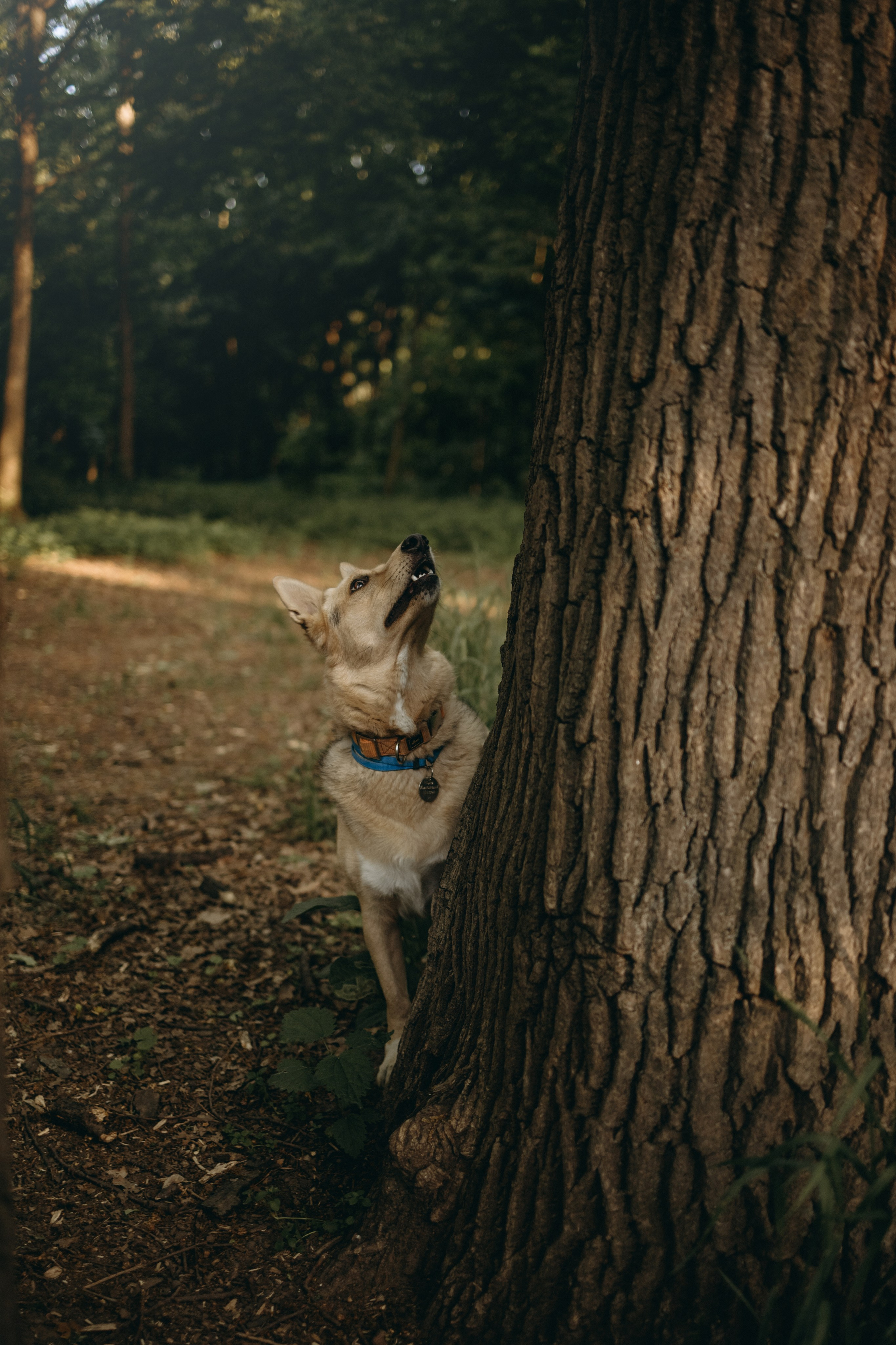Татьяна, Сергей и их Булочка и Пончик. Фотограф — Анималист | Санкт-Петербург