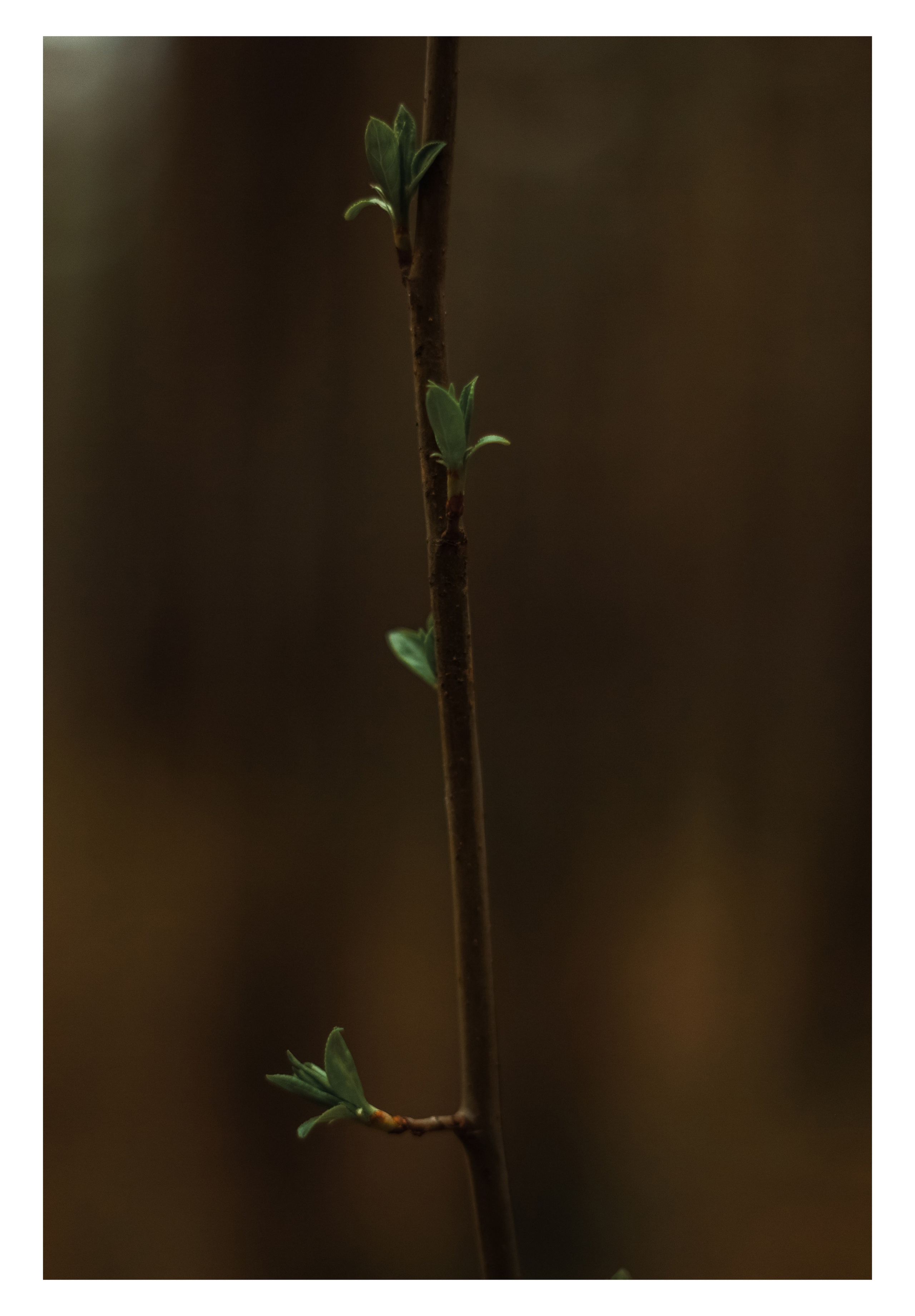 27.04.2025 | Сосновоборск. Kuznetsov | Фотограф в Красноярске