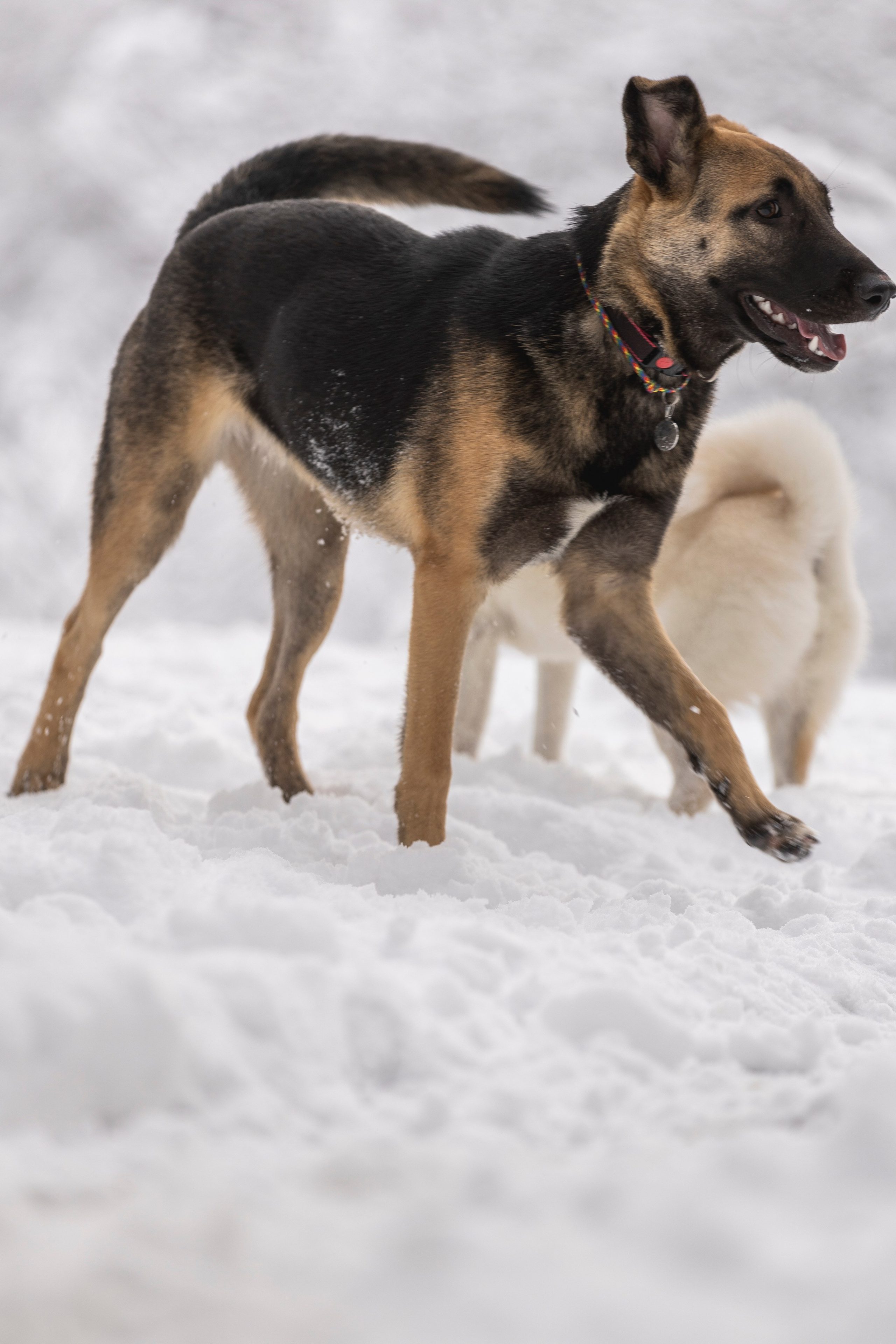 Догтуса Тропа Ефремова. Ирина Голомб|Фотограф-анималист в  Сочи и Калининграде
