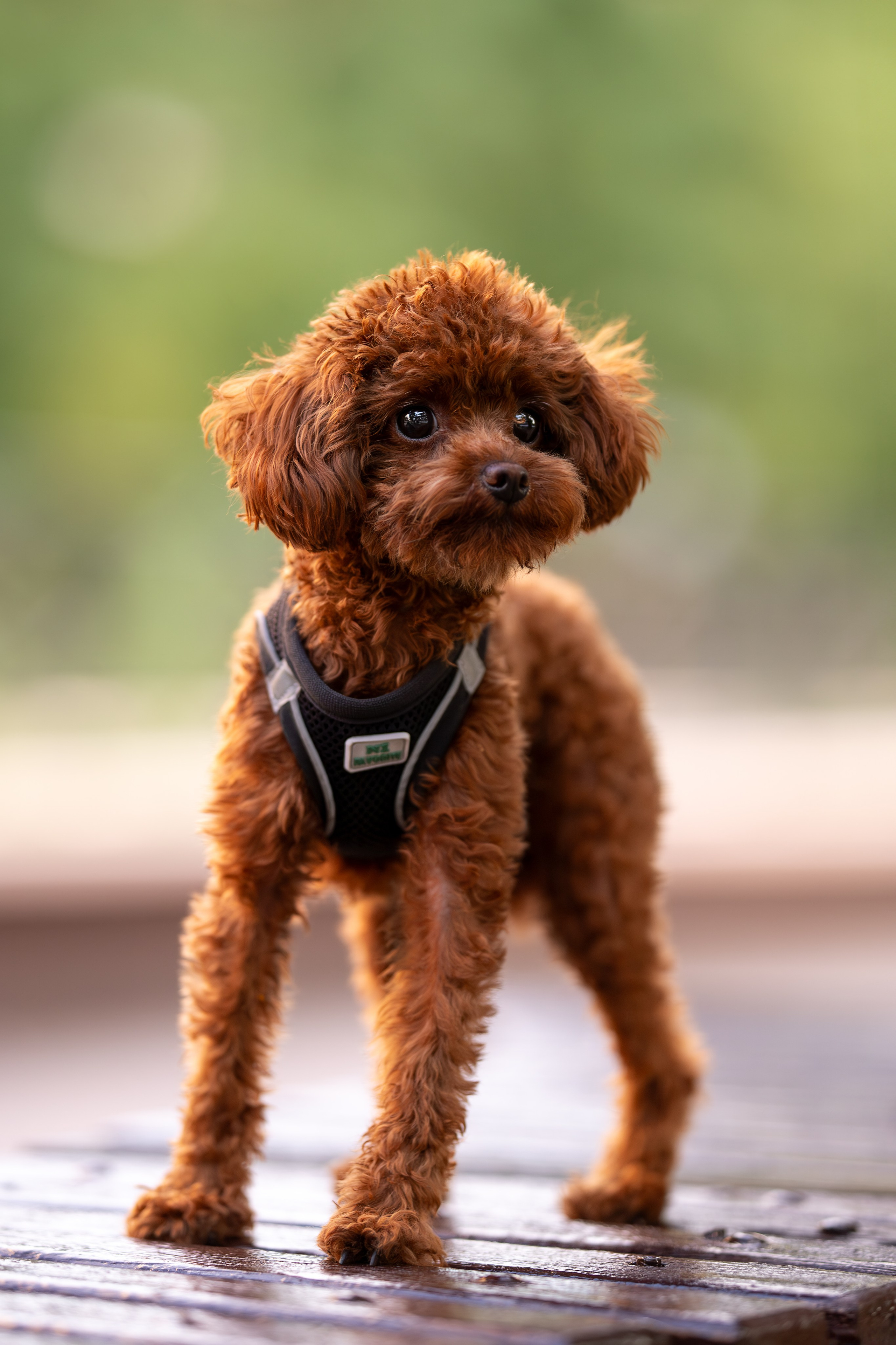 Марик, тикап-пудель. Ирина Голомб|Фотограф-анималист в  Сочи и Калининграде