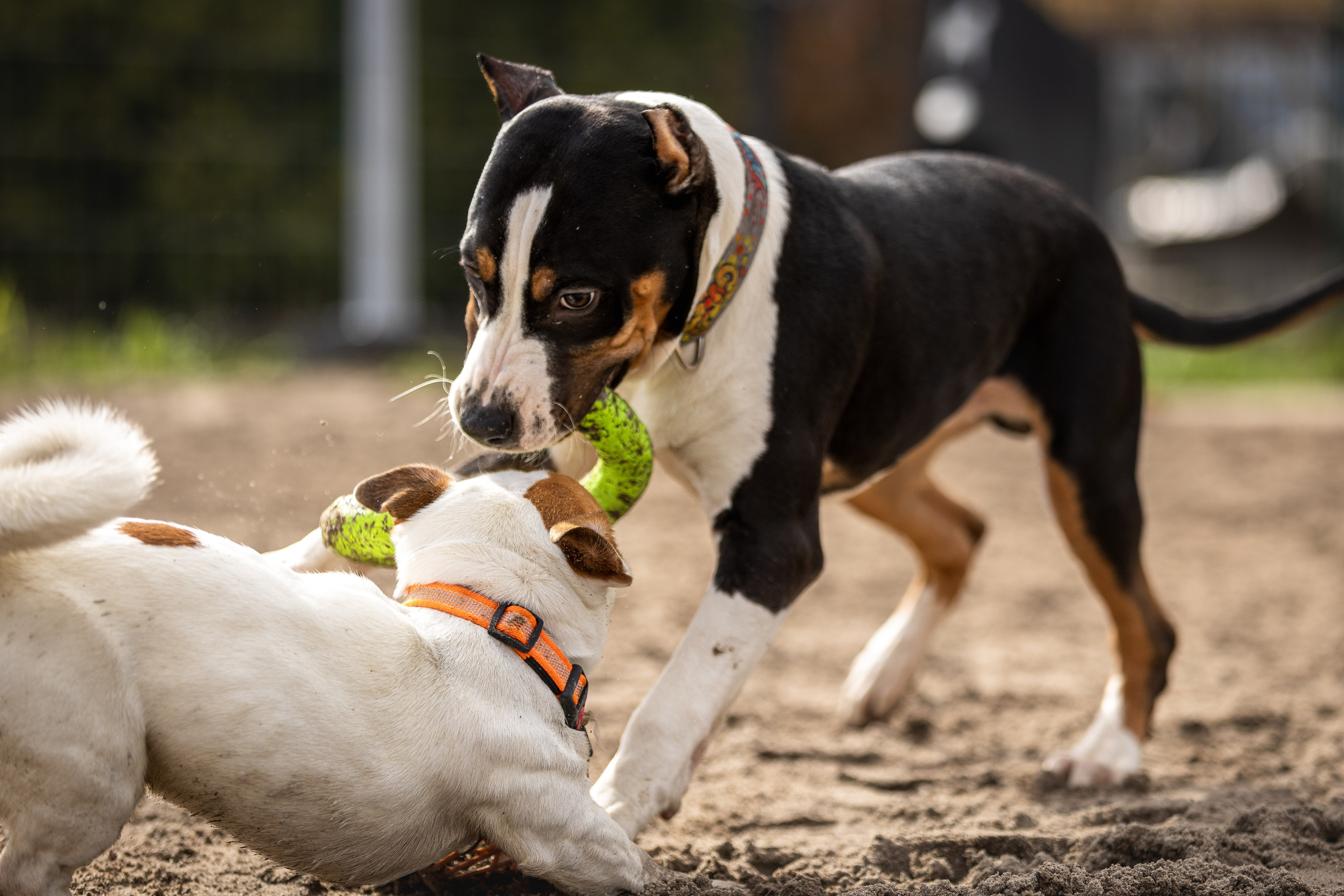Догтуса 24.03.2024. Ирина Голомб|Фотограф-анималист в  Сочи и Калининграде