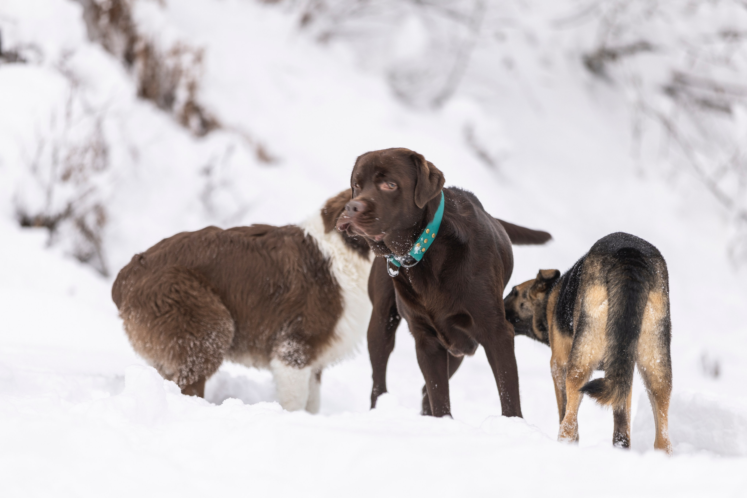 Догтуса Тропа Ефремова. Ирина Голомб|Фотограф-анималист в  Сочи и Калининграде