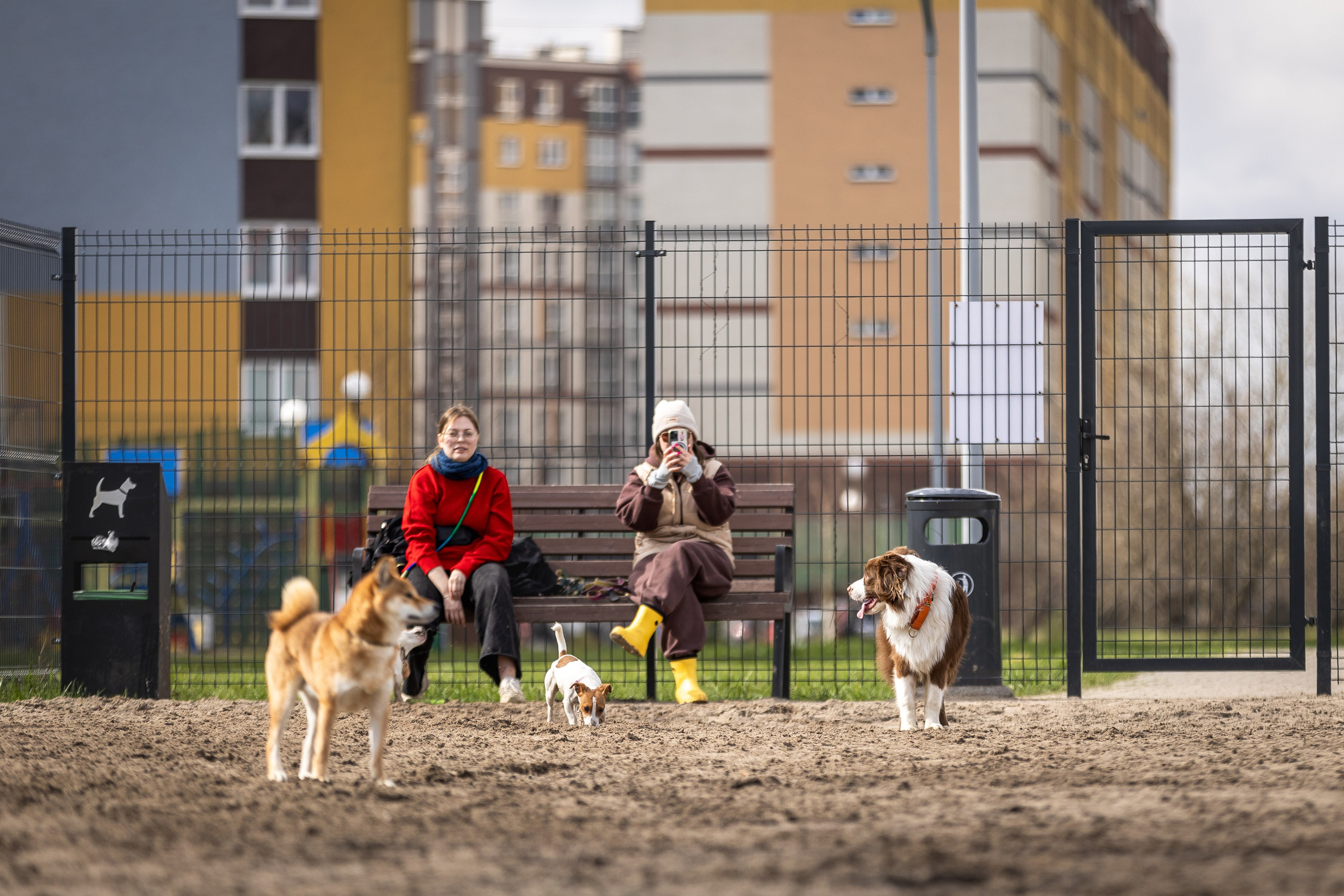 Догтуса 24.03.2024. Ирина Голомб|Фотограф-анималист в  Сочи и Калининграде