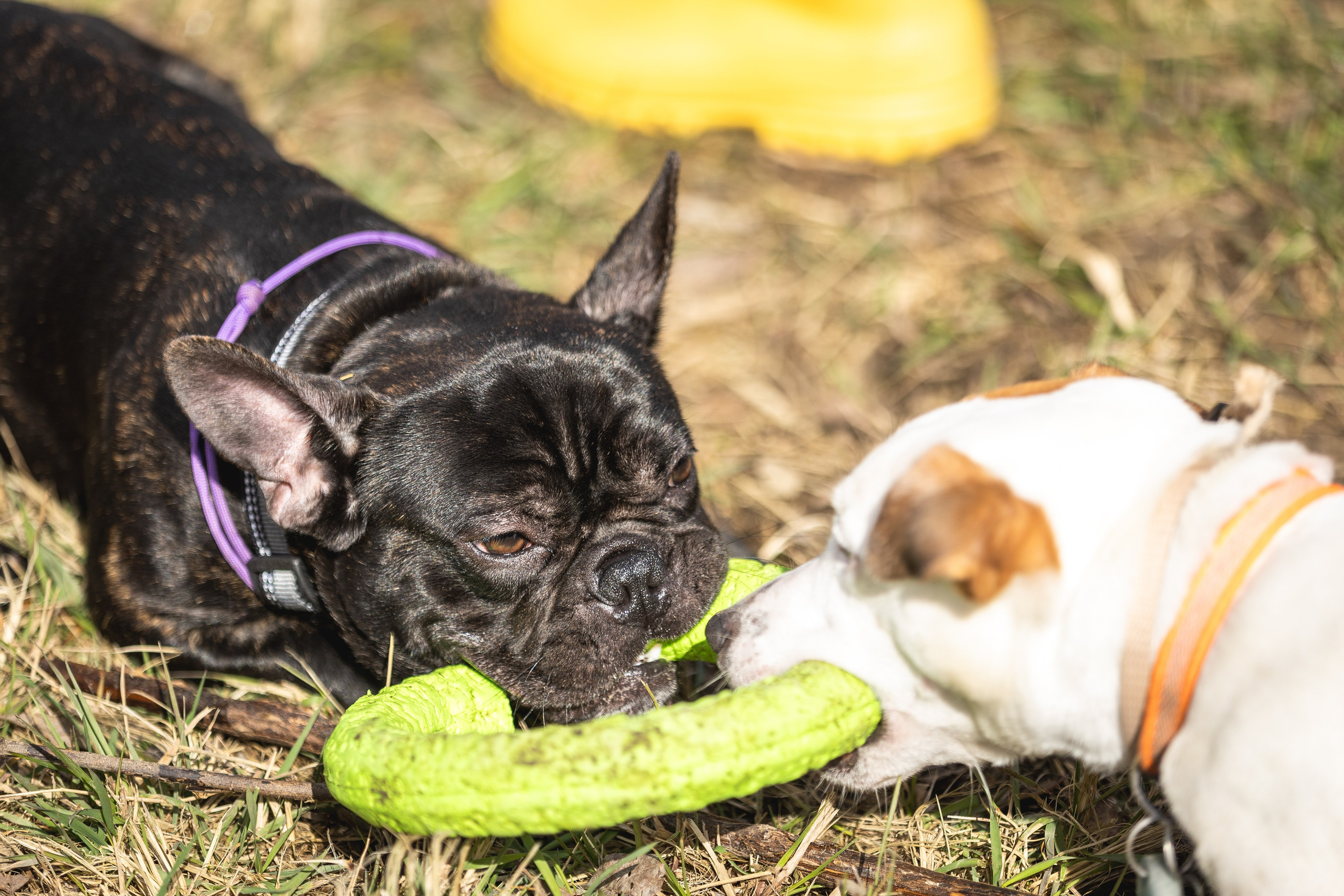 Догтуса 24.03.2024. Ирина Голомб|Фотограф-анималист в  Сочи и Калининграде