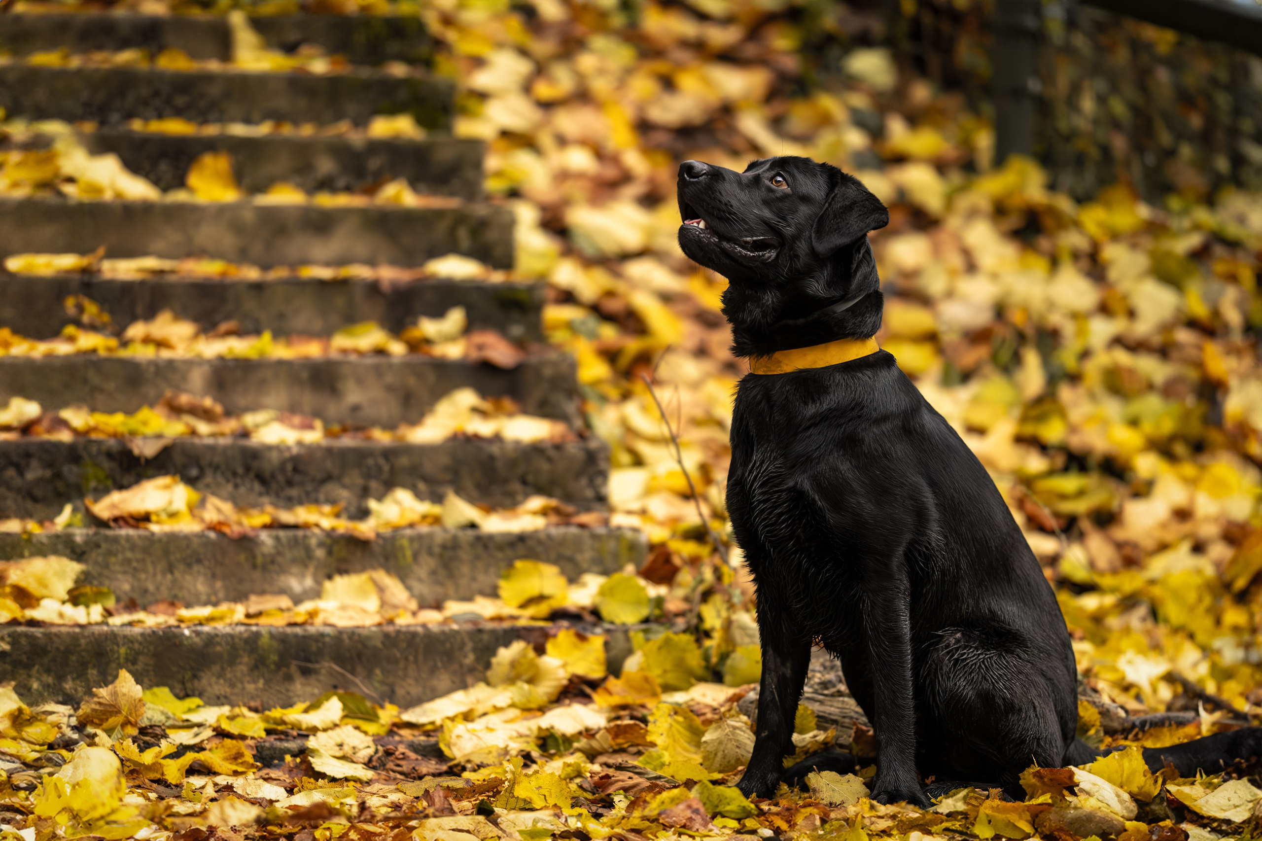 Локи, Лабрадор-ретривер. Ирина Голомб|Фотограф-анималист в  Сочи и Калининграде