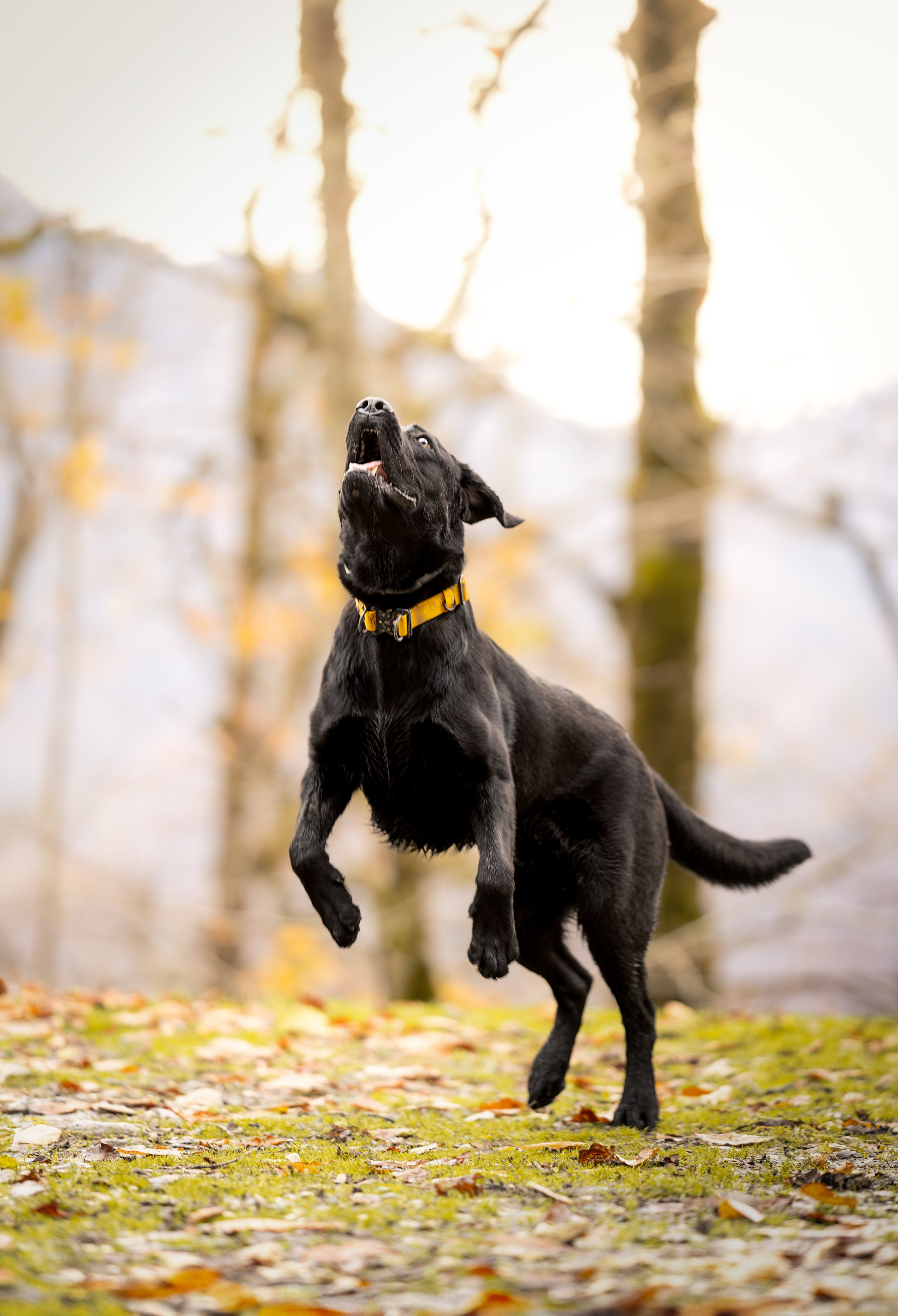 Локи, Лабрадор-ретривер. Ирина Голомб|Фотограф-анималист в  Сочи и Калининграде