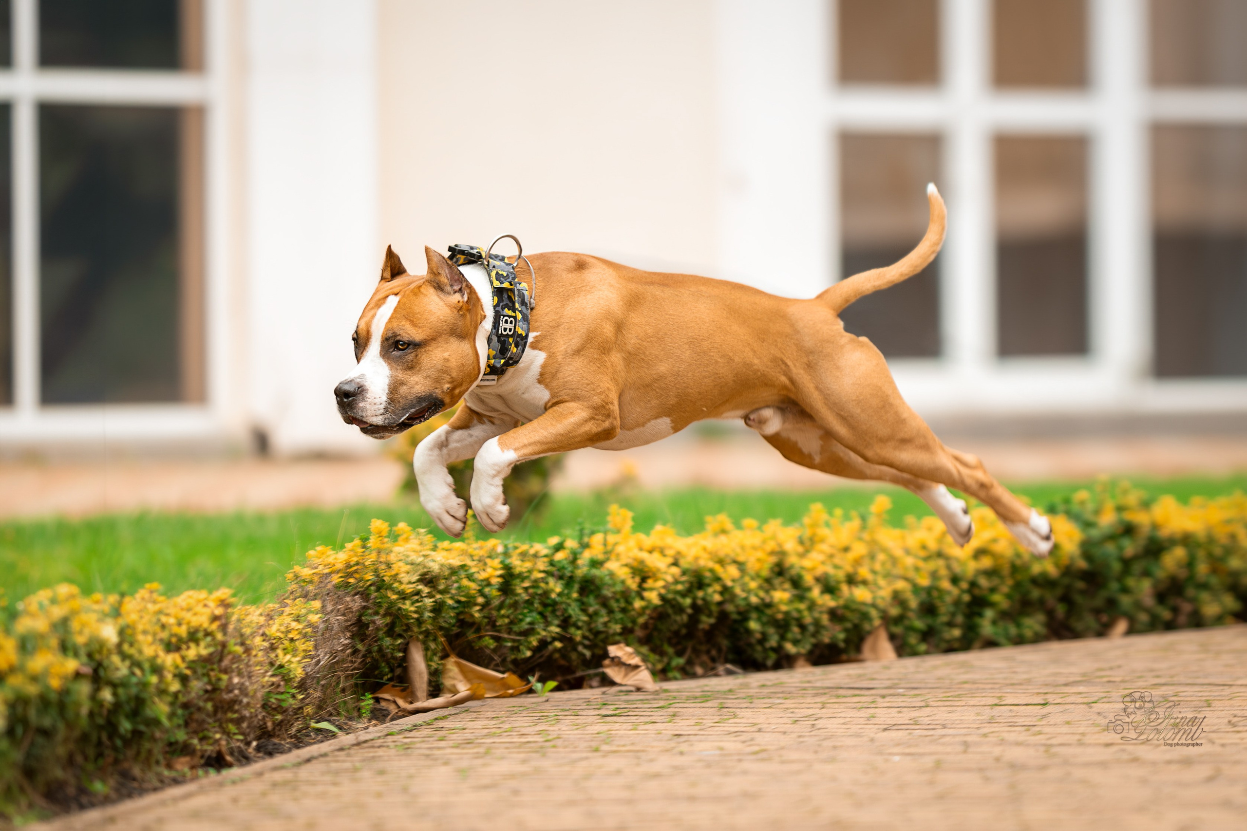Джастин, Стаффорд. Ирина Голомб|Фотограф-анималист в  Сочи и Калининграде