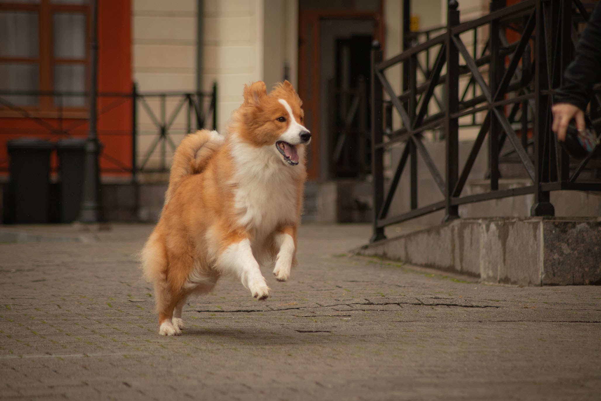 Терри, метис. Ирина Голомб|Фотограф-анималист в  Сочи и Калининграде