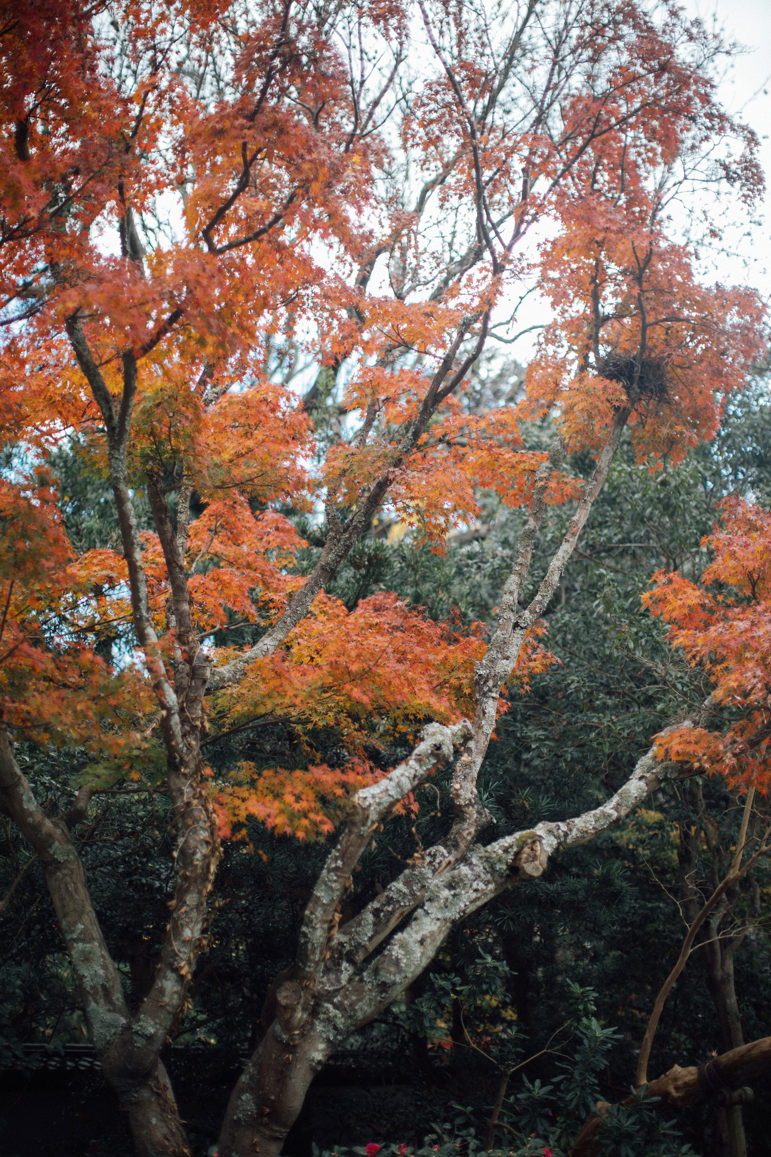 Япония. Главная