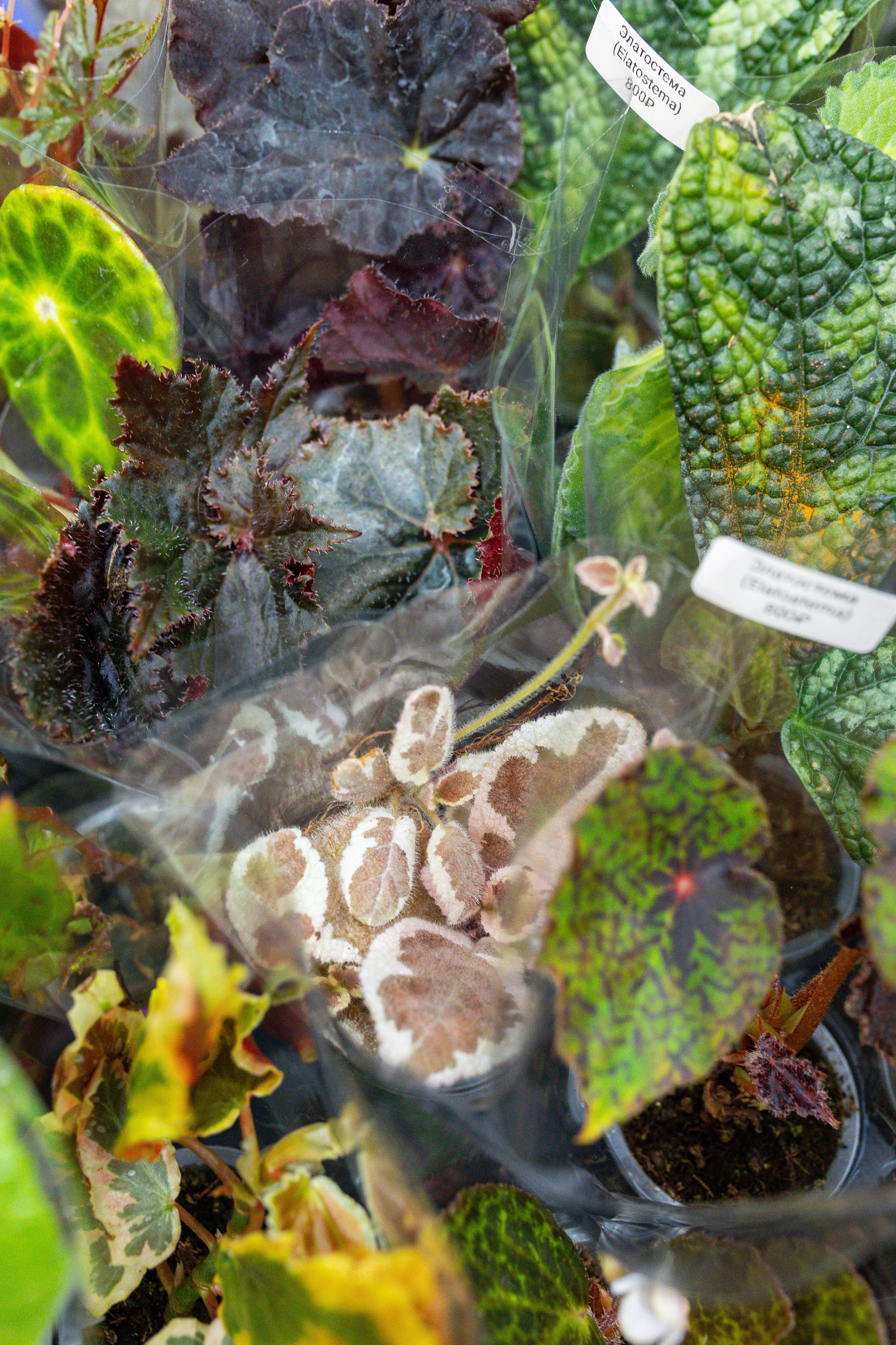 Монстериум 11–12 октября. Александра Куликова фотограф, Москва