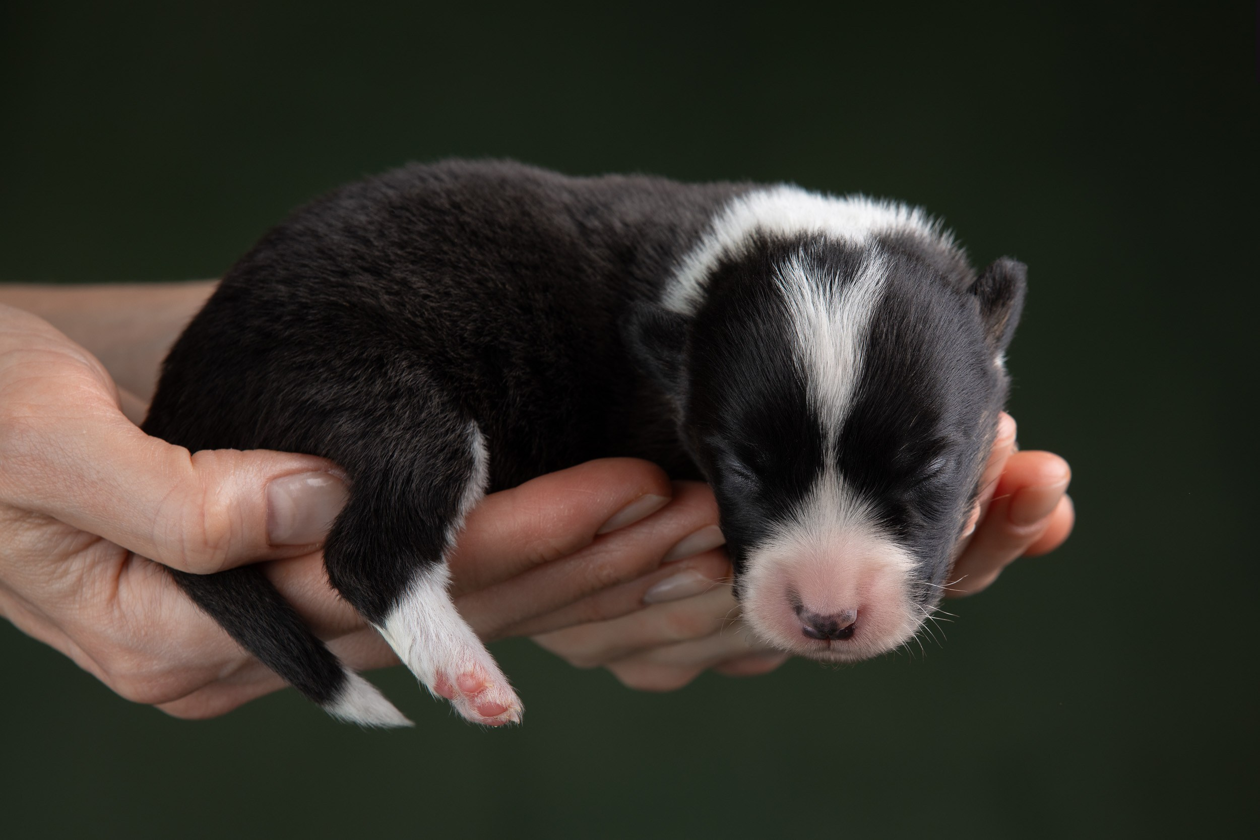 Ньюборн фотосъемка для помета вельш корги кардиганов. Фотограф-анималист в Москве и Московской области Татьяна Фролова
