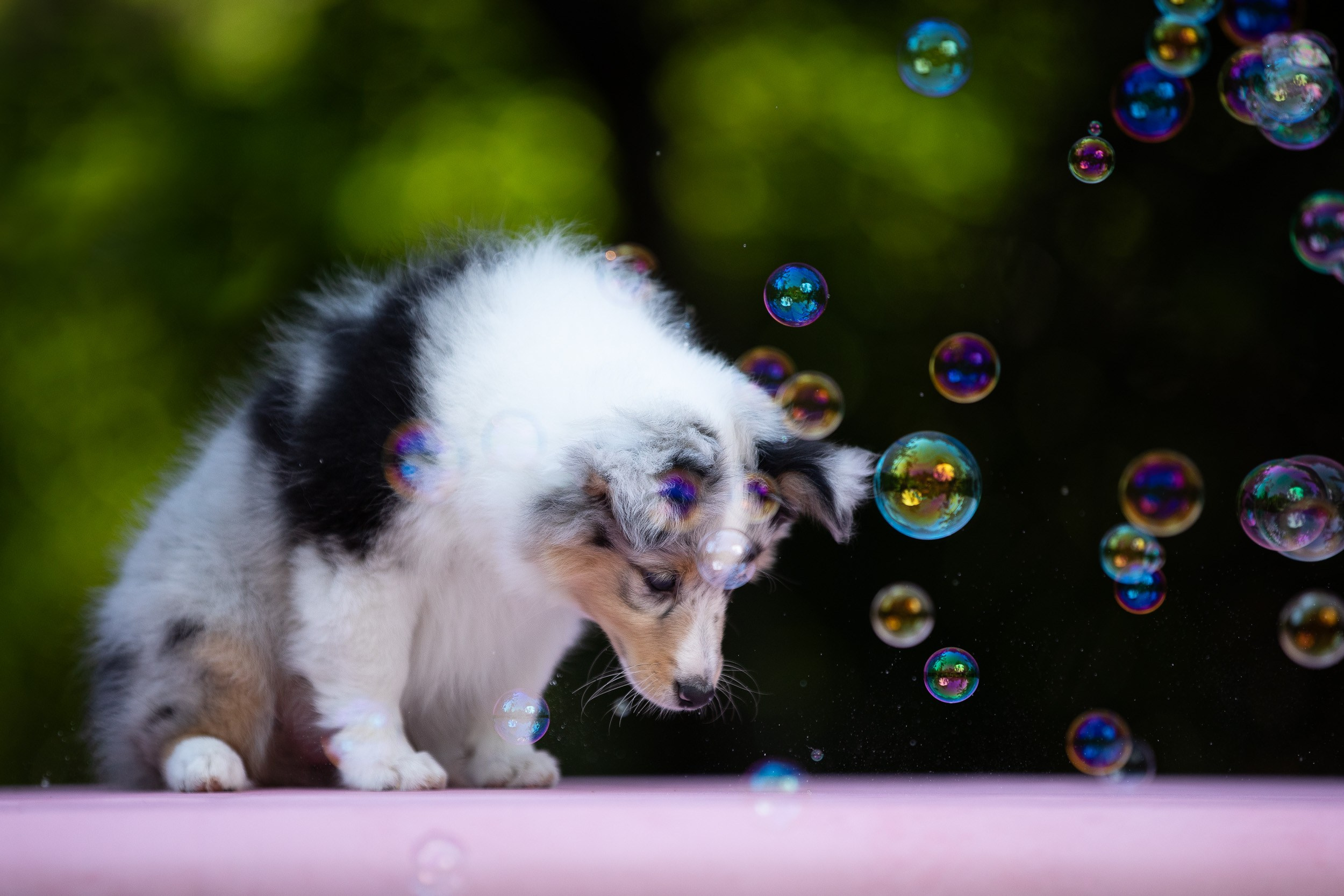 Фото щенков в мыльных пузырях. Фотограф-анималист в Москве и Московской области Татьяна Фролова