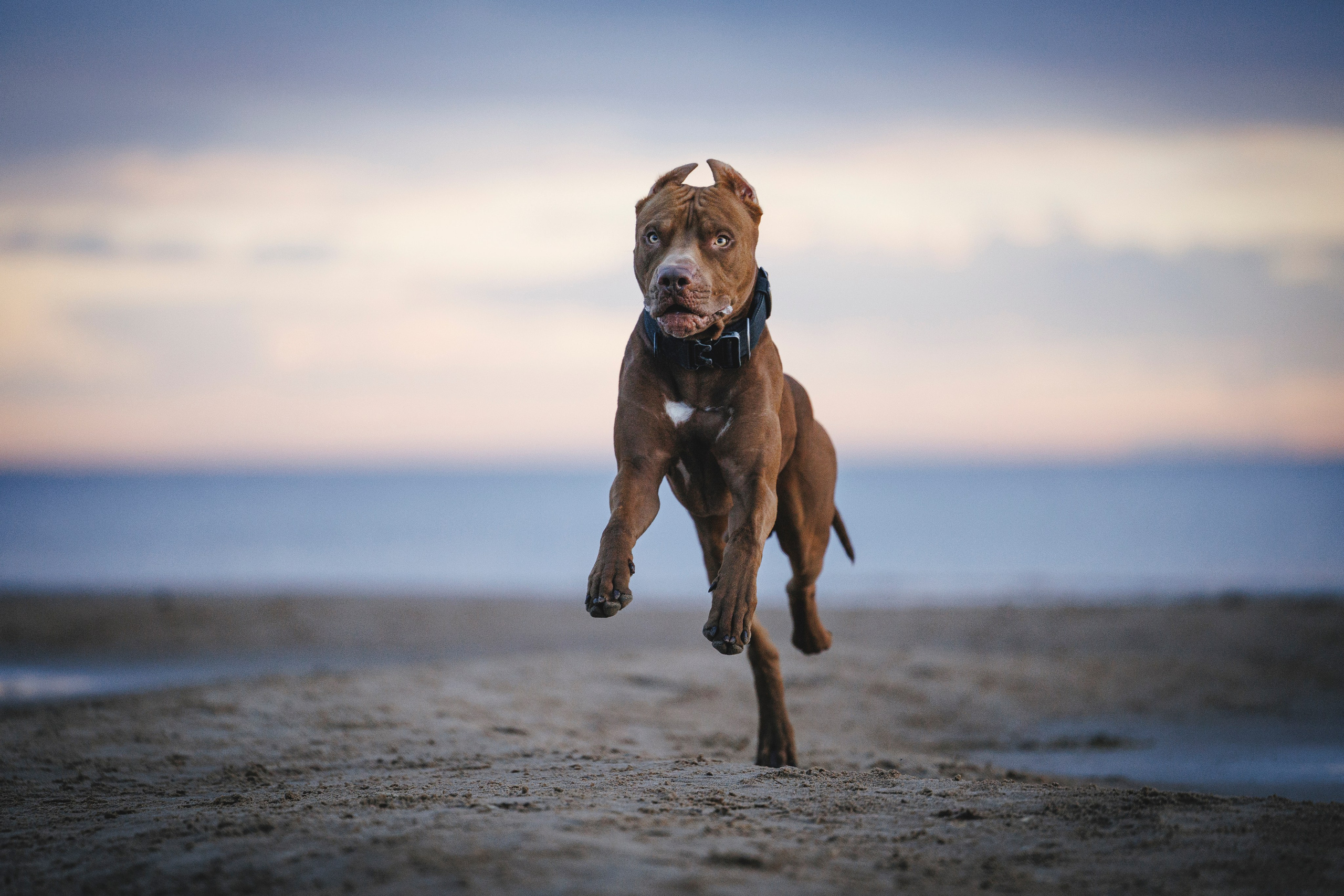 Яна и Энди. Фотограф-анималист Анна Маринич