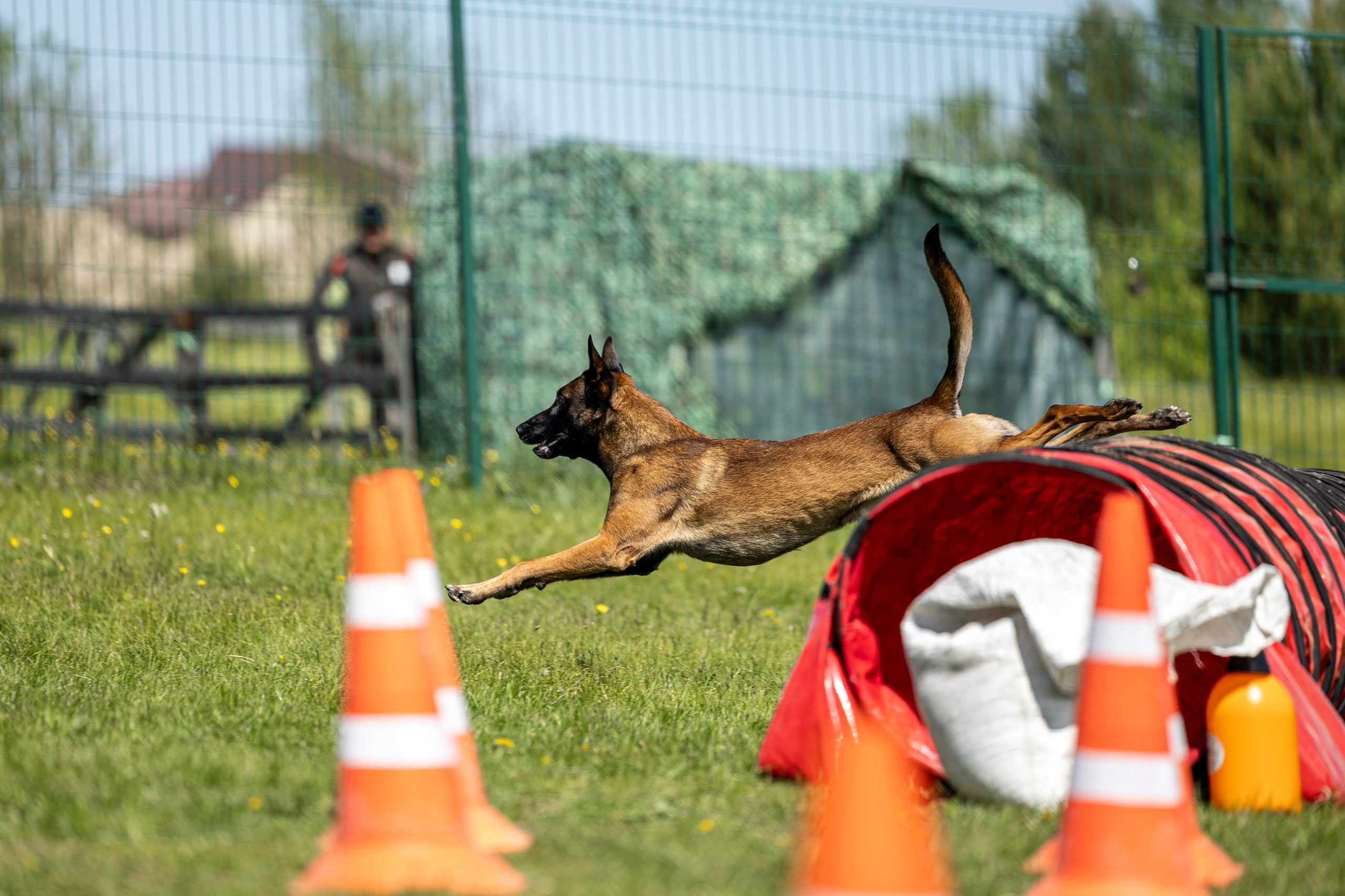 Испытания по мондьорингу в Нижнем Новгороде. Фотограф-анималист Анна Маринич
