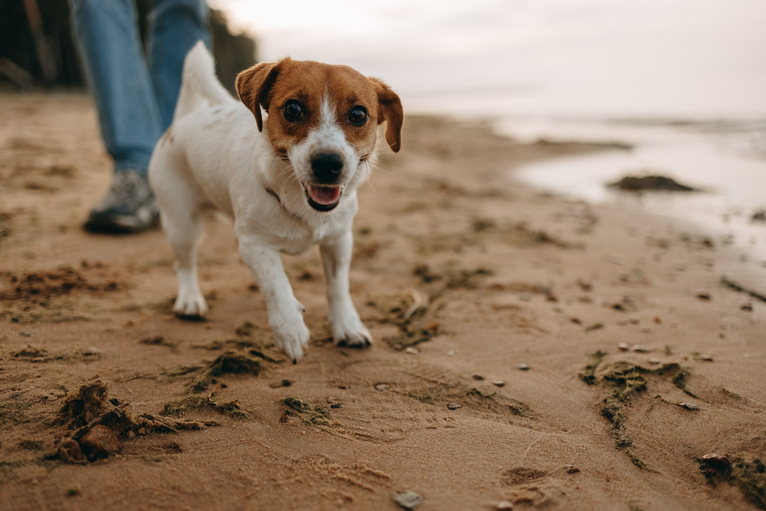 Лея и ее семья. Фотограф — Анималист | Санкт-Петербург