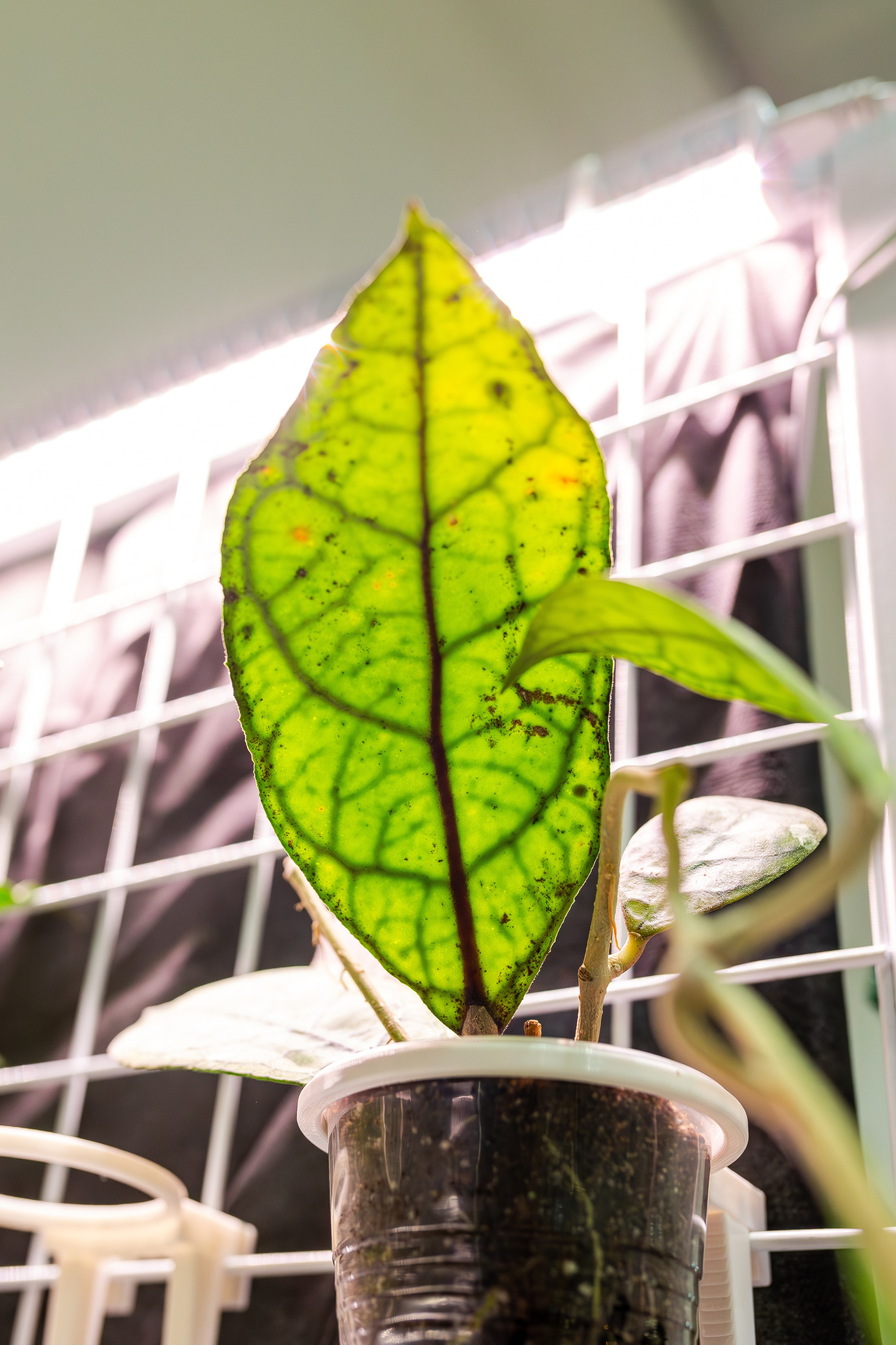 Монстериум апрель 2026. Александра Куликова фотограф, Москва