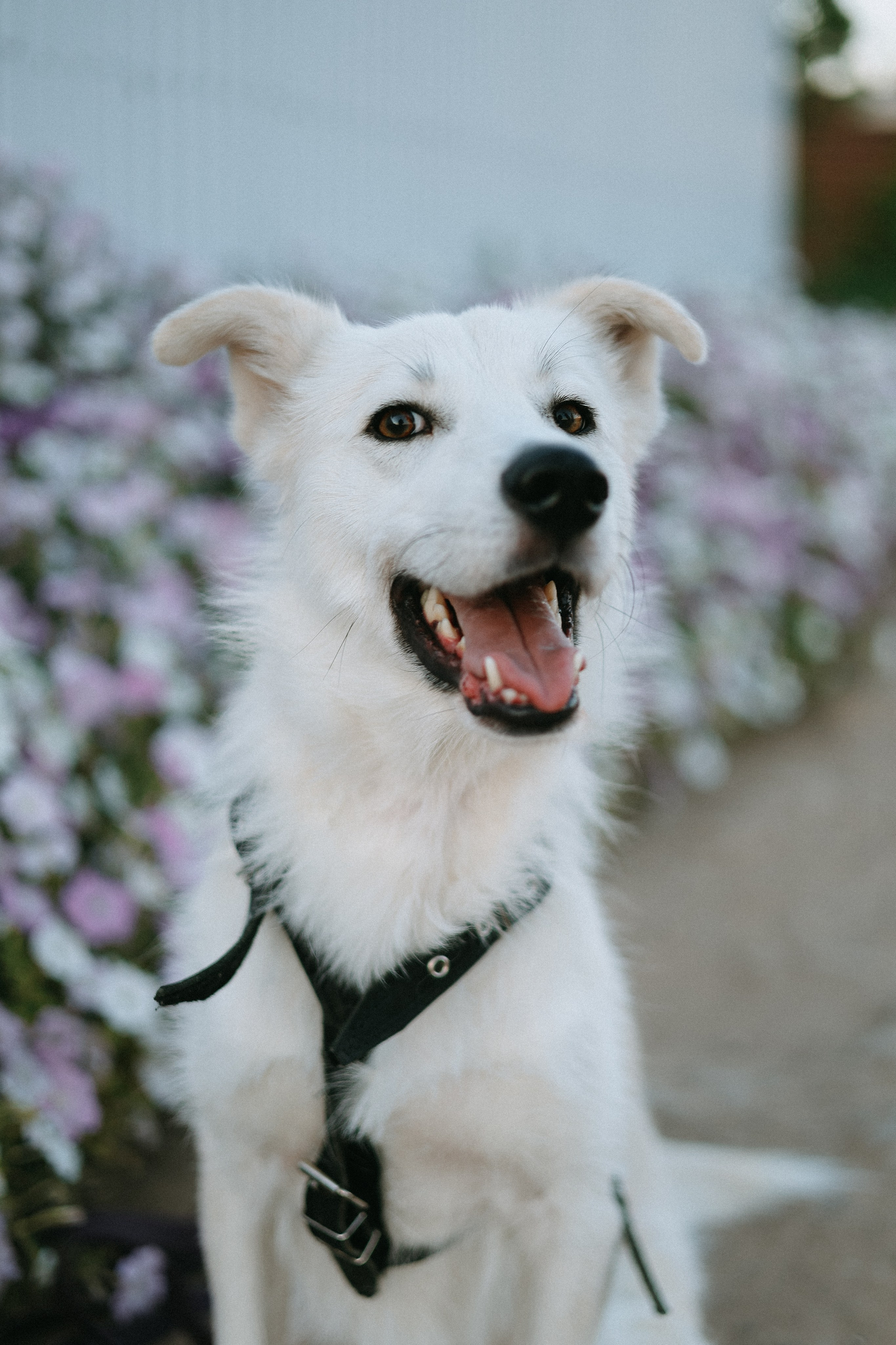 Наталья & Ася & Балу. Фотограф Елизавета Наумова