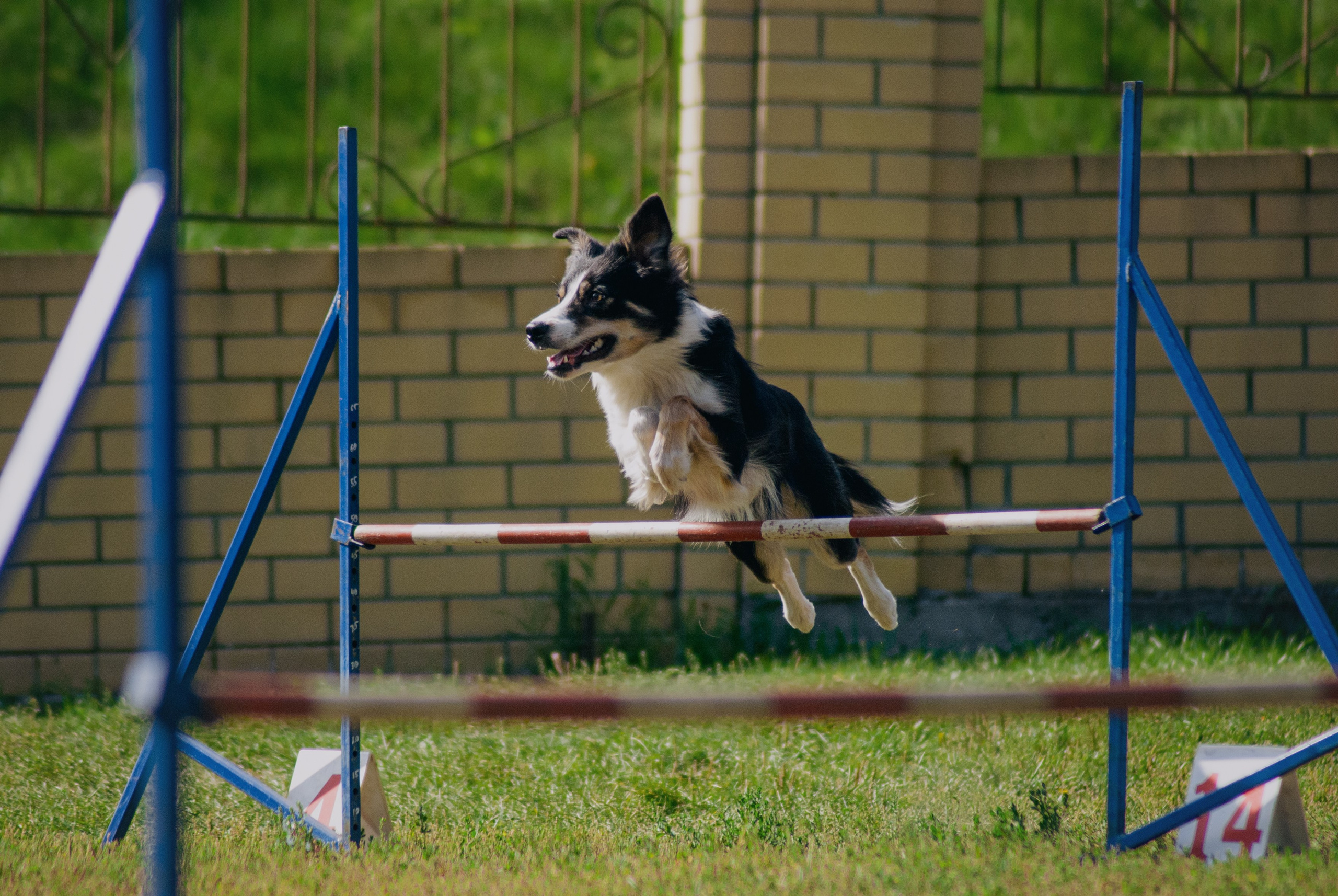 Аджилити. Фотограф в Тюмени Лизавета Сапицкая