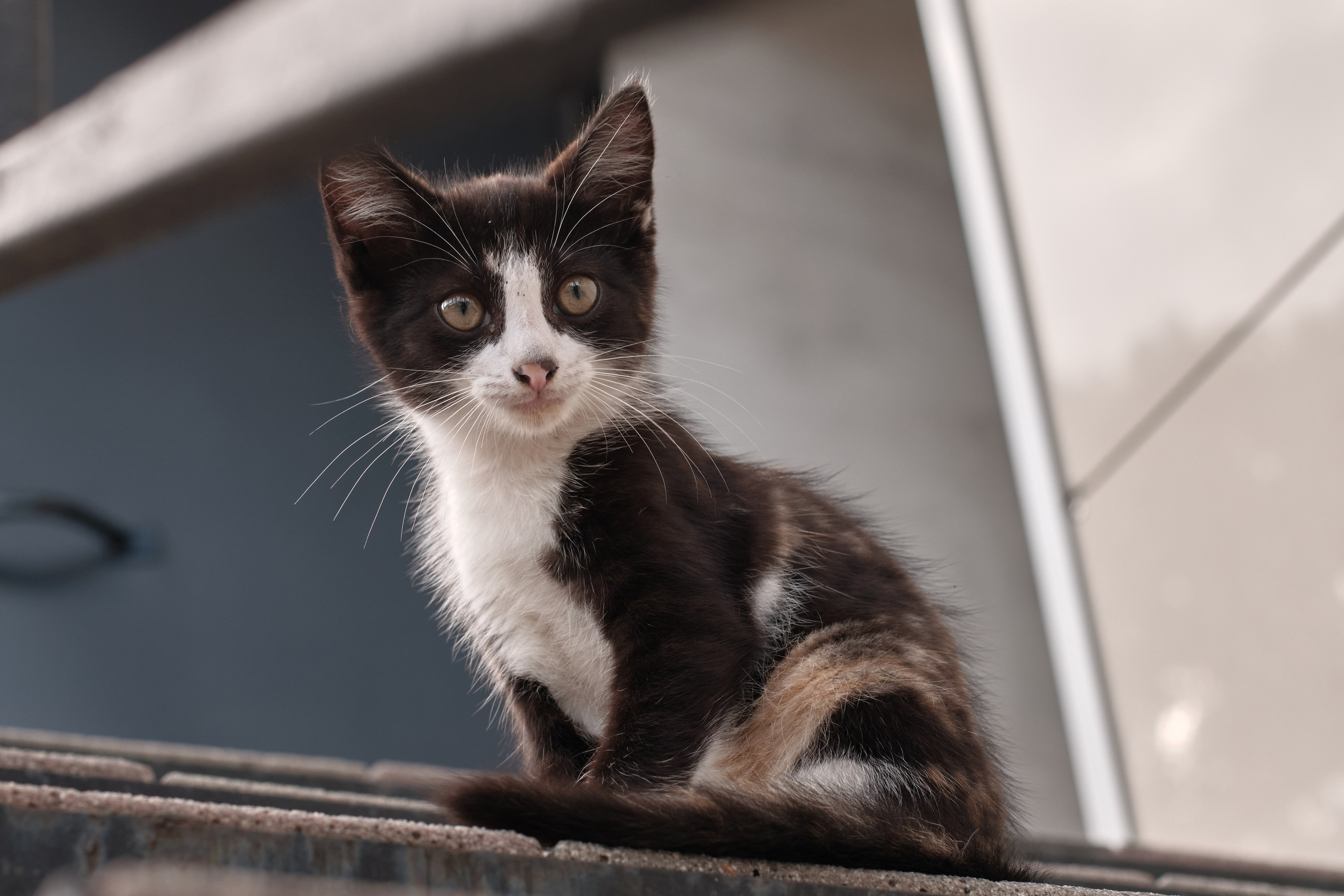 Котики. Фотограф портретный архитектурный лавстори будуар Санкт-Петербург Виктор Иванов