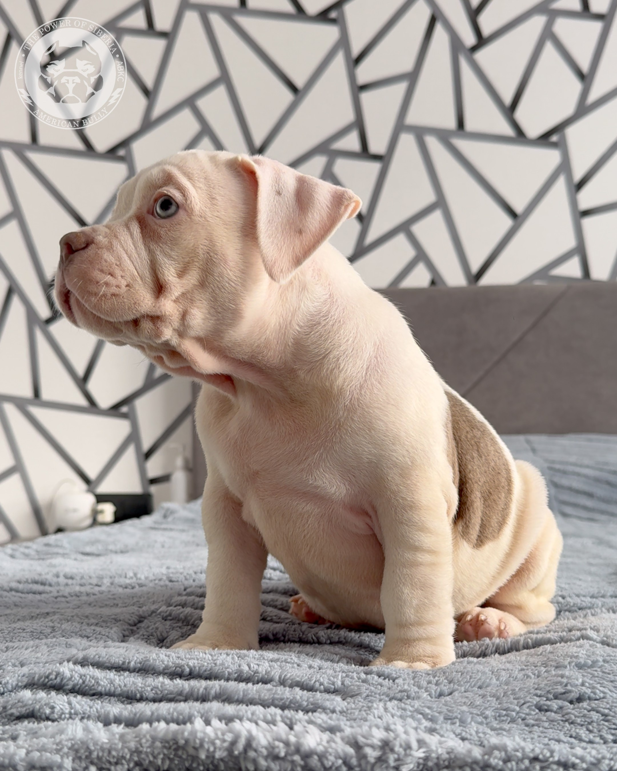 Свободные щенки Американский Булли, в типах покет, классик, стандарт. Американский Булли в г. Ростов-на-Дону. Питомник THE POWER OF SIBERIA