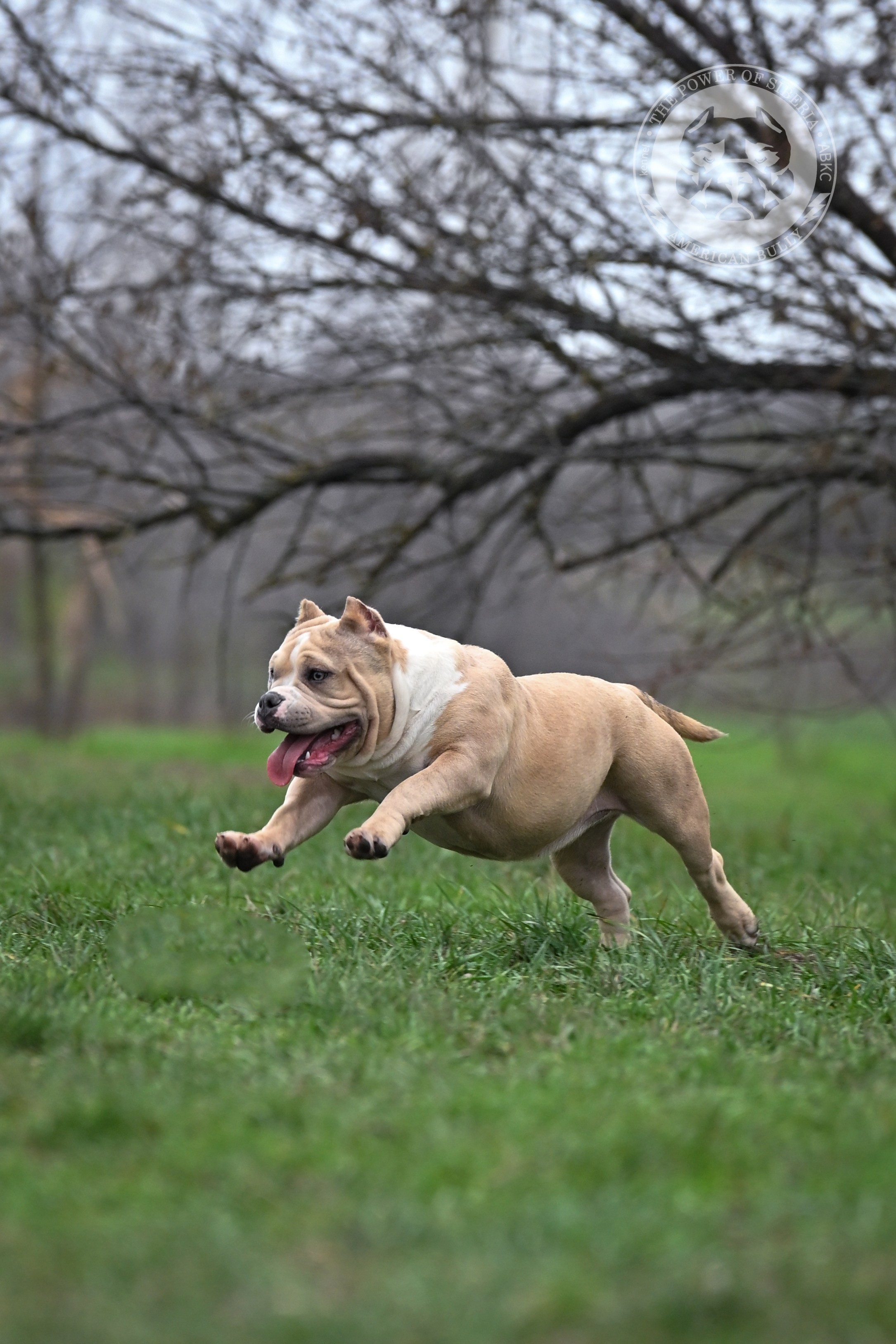 Купить щенка Американский булли покет	в НАО, Купить щенка Американский булли классик	в НАО, Купить щенка Американский булли стандарт	в НАО, Купить щенка Американский булли XL	в НАО, Купить щенка Американский булли экзот	в НАО, Американский булли щенок 	в НАО, Американский булли цена щенка	в НАО, 