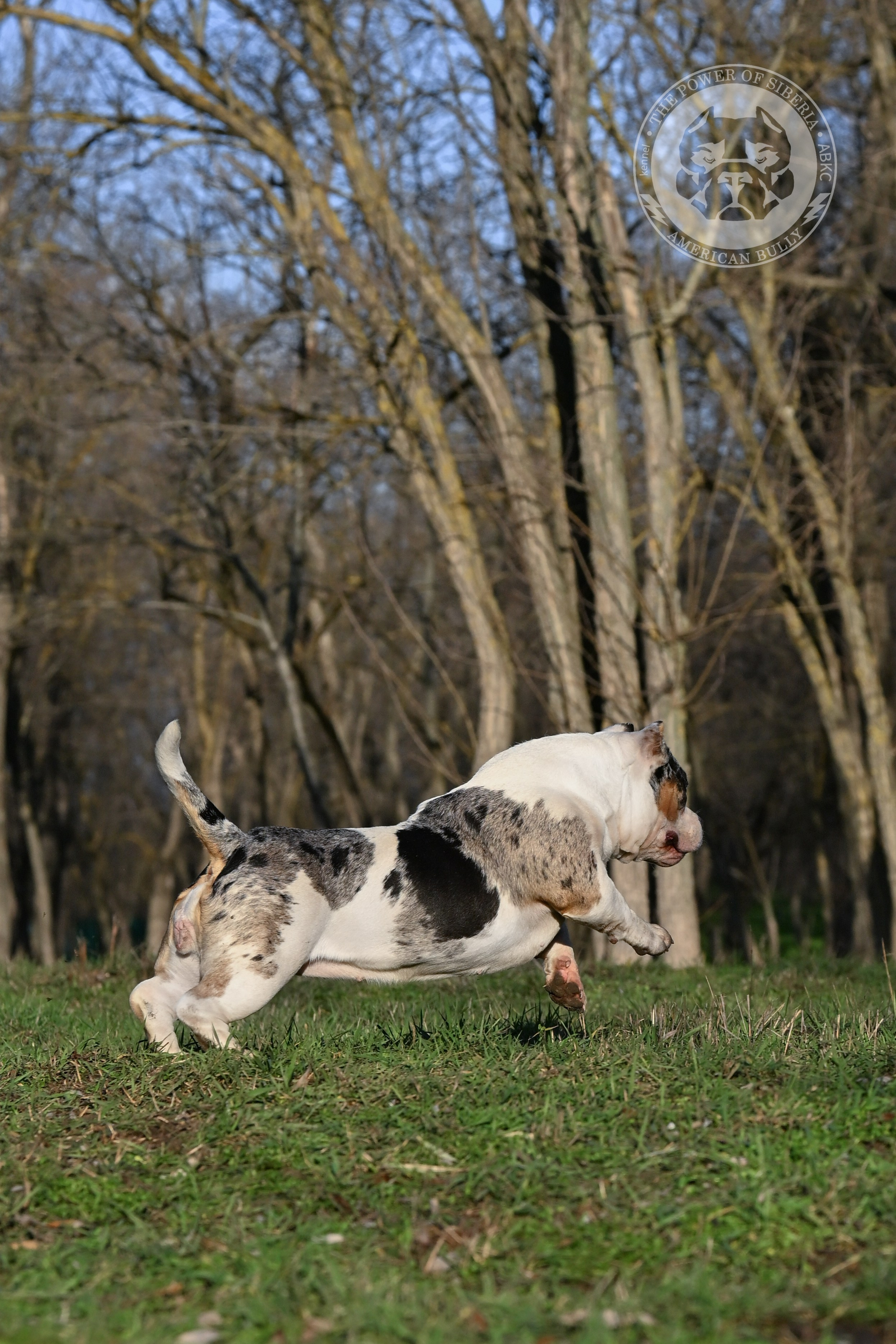THE POWER OF SIBERIA BAFFI. Американский Булли в г. Ростов-на-Дону. Питомник THE POWER OF SIBERIA