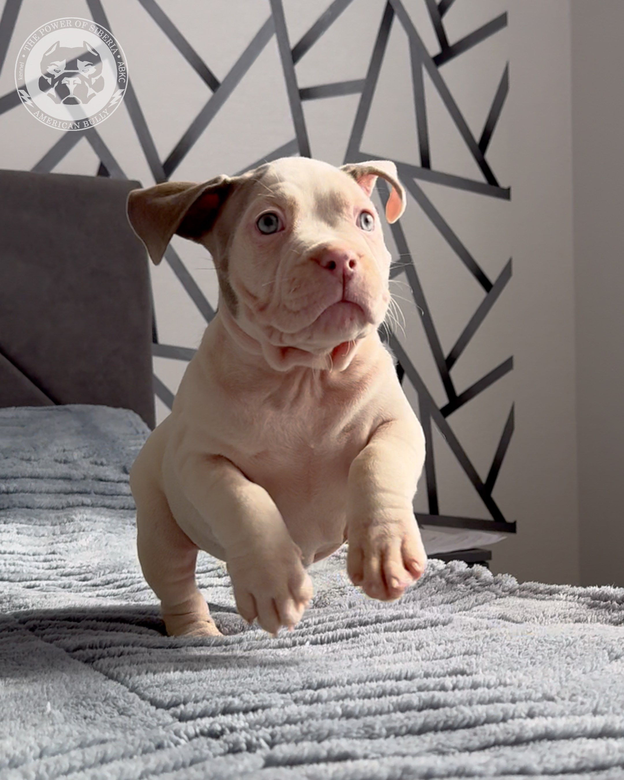 Свободные щенки Американский Булли, в типах покет, классик, стандарт. Американский Булли в г. Ростов-на-Дону. Питомник THE POWER OF SIBERIA