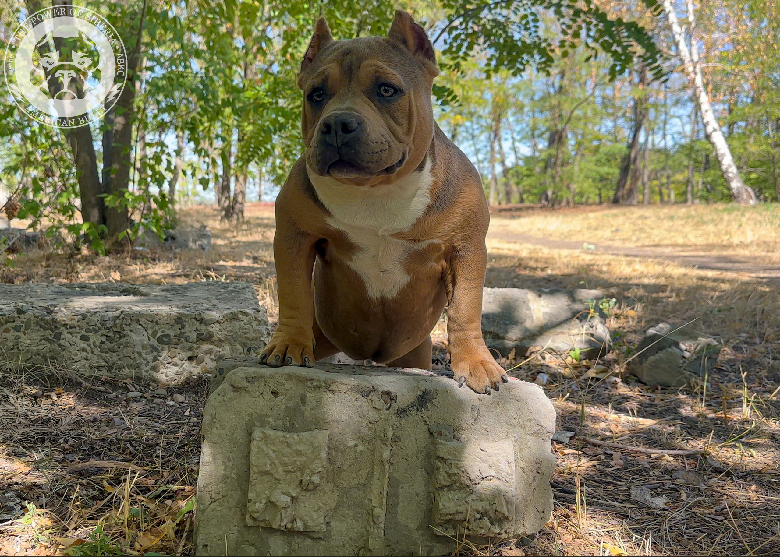 Помет Каспер и Тагира. 21.04.25. Американский Булли в г. Ростов-на-Дону. Питомник THE POWER OF SIBERIA