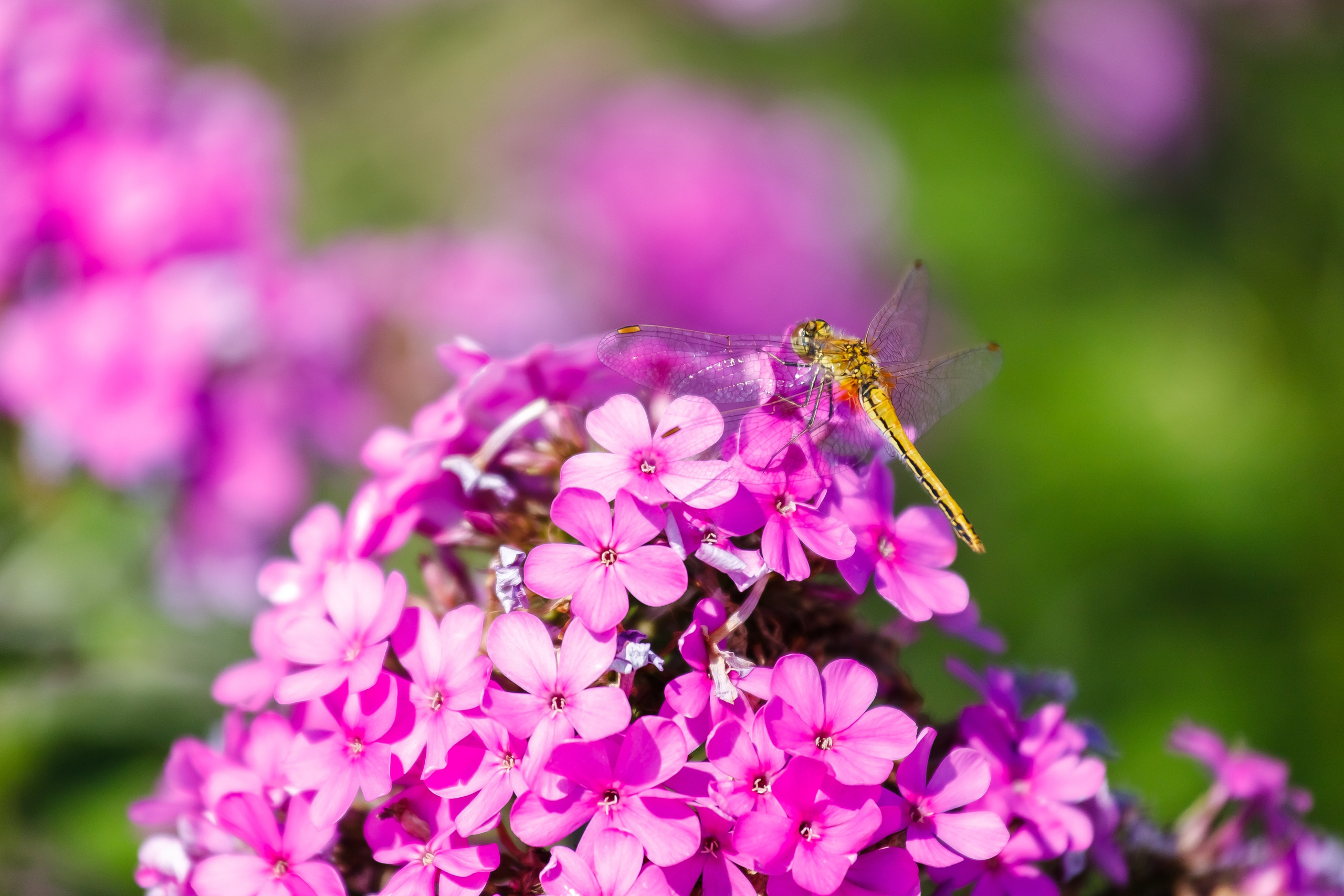 Сергей Петруша. Фотограф
