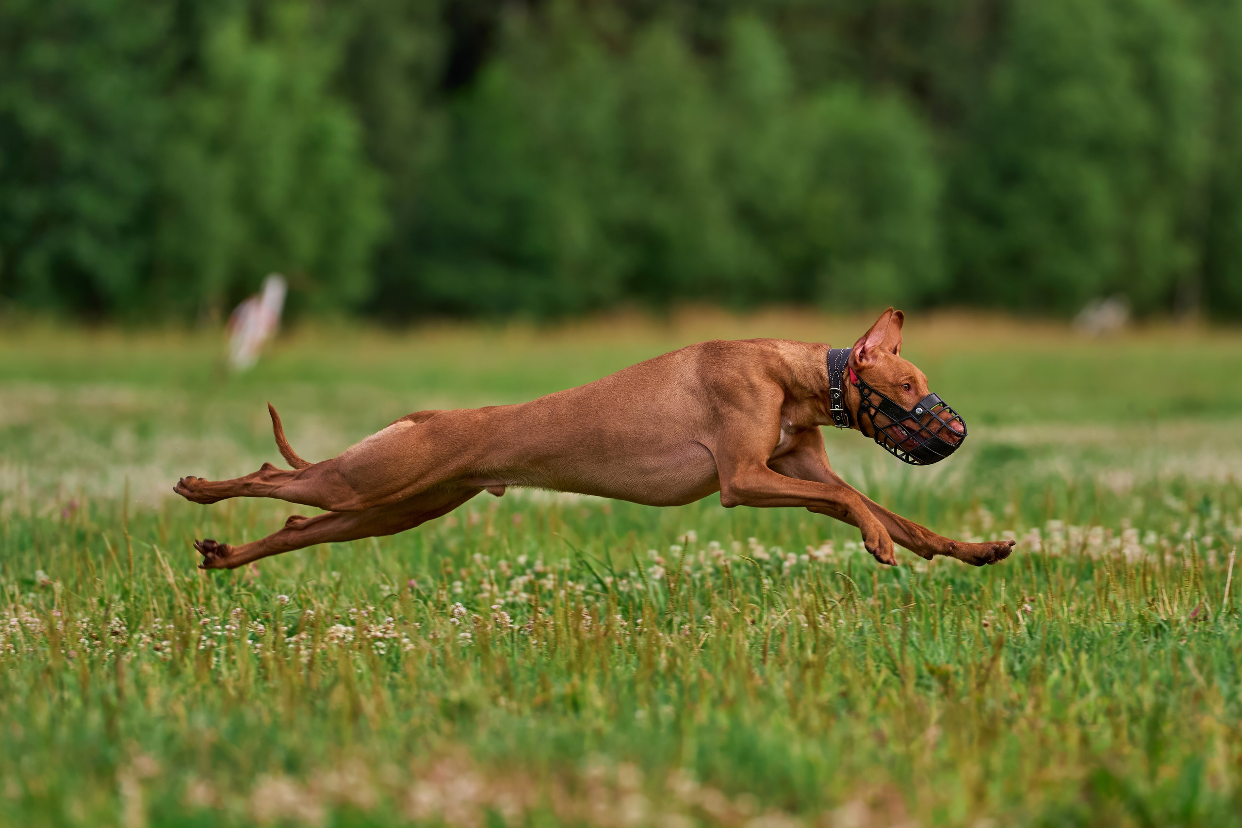 Тренировка по курсингу в Донино. Фотограф-анималист Михаил Манухин