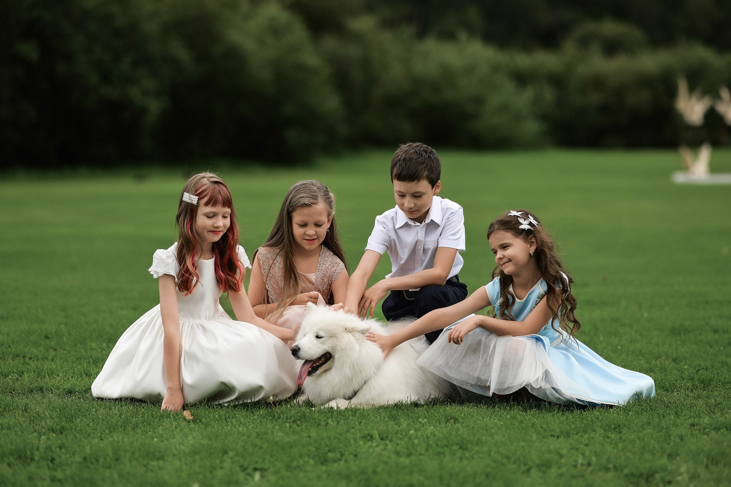 Самоед на свадьбе — свадебная фотосъёмка с собакой. 📸 Свадебный и семейный фотограф в Красноярске Тихомиров Евгений | 17 лет опыта | 800+ свадеб