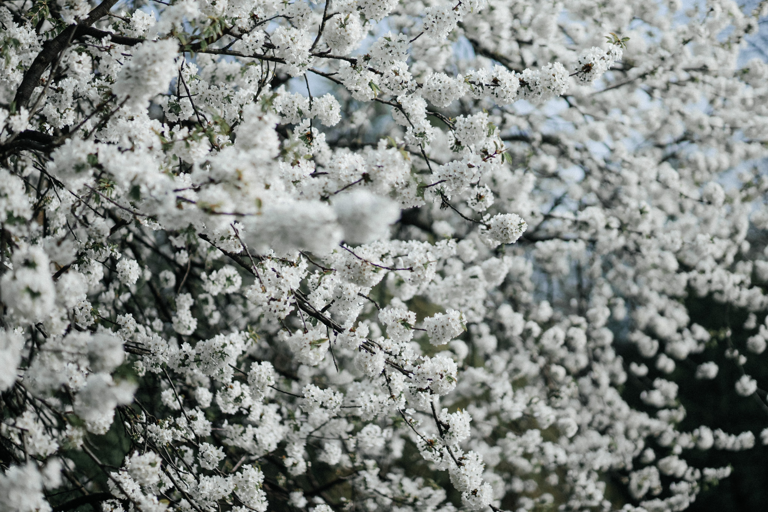 Цвет города. Свадебный и семейный фотограф в Варшаве