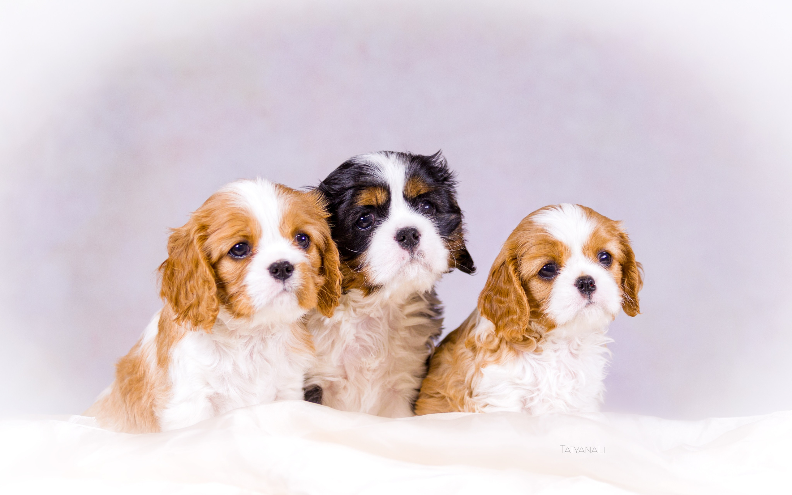 Кавалер-Кинг-Чарльз-Спаниель. Фотограф — анималист Татьяна Ли