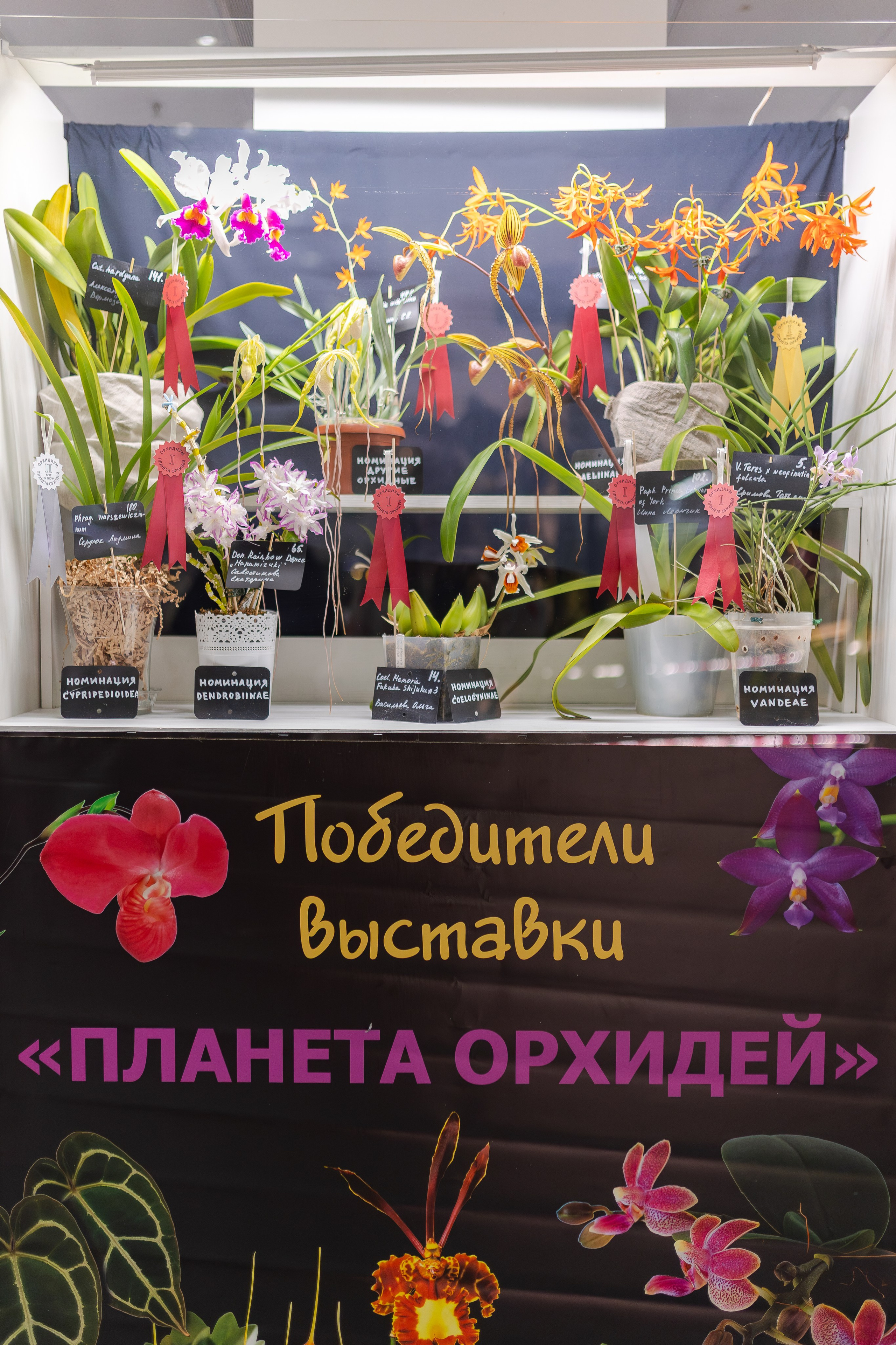 Орхидиум май 2026. Александра Куликова фотограф, Москва