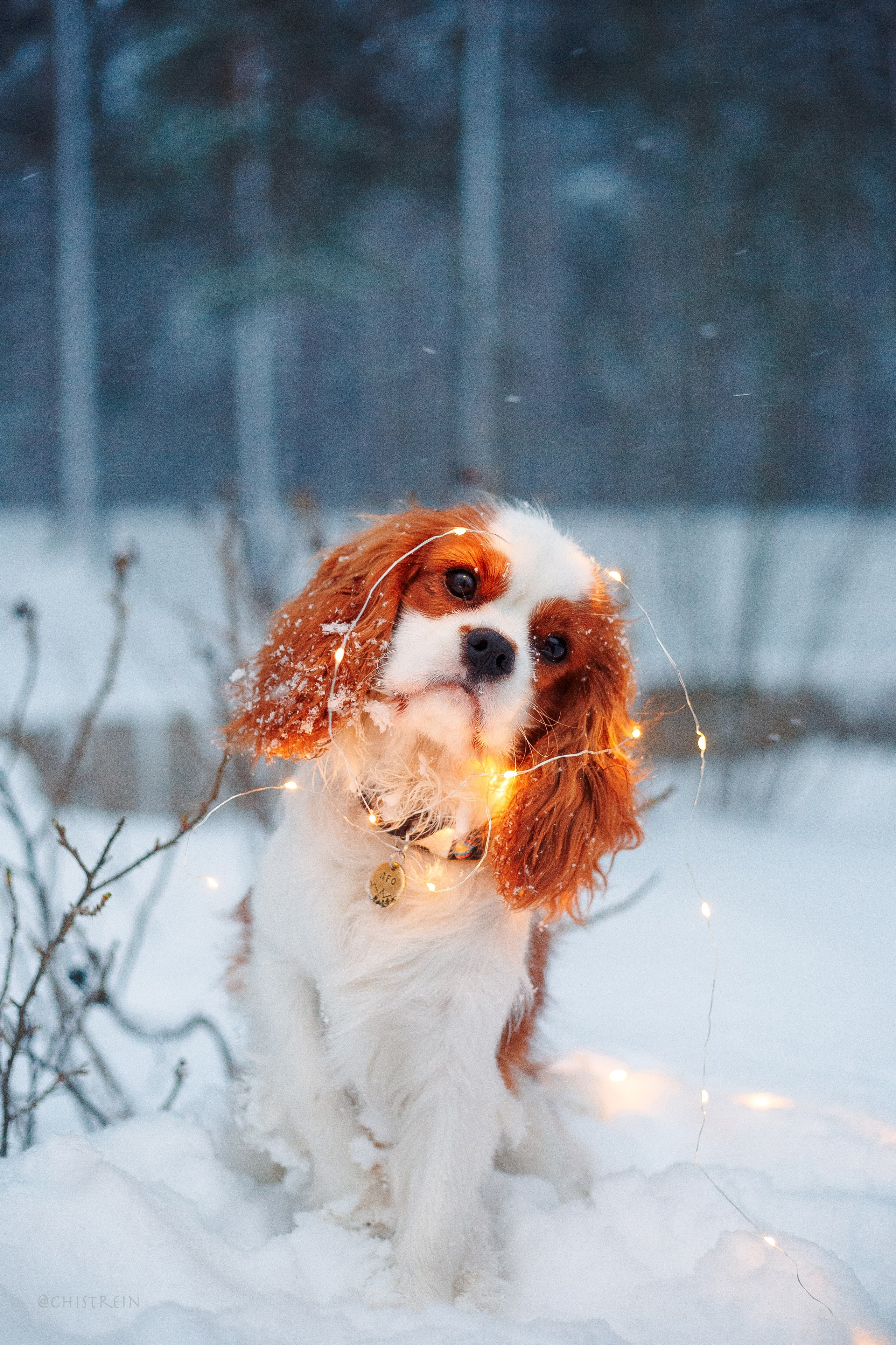 Внезапно апрельская зима. Фотограф-анималист Наталия Чистюхина в г. Сосновый Бор и ЛО