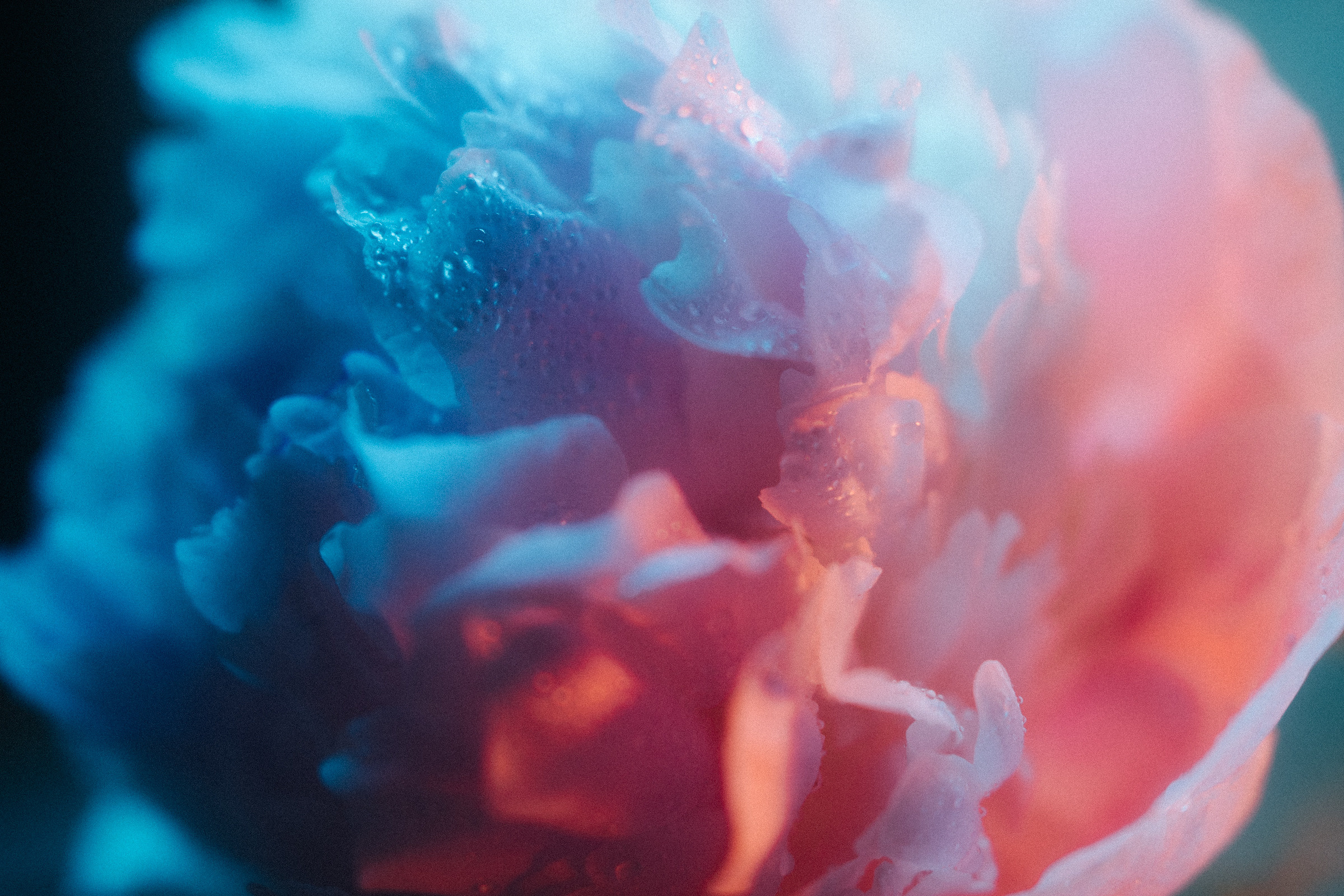 Цветошки. Фотограф на любое событие в Кемерово