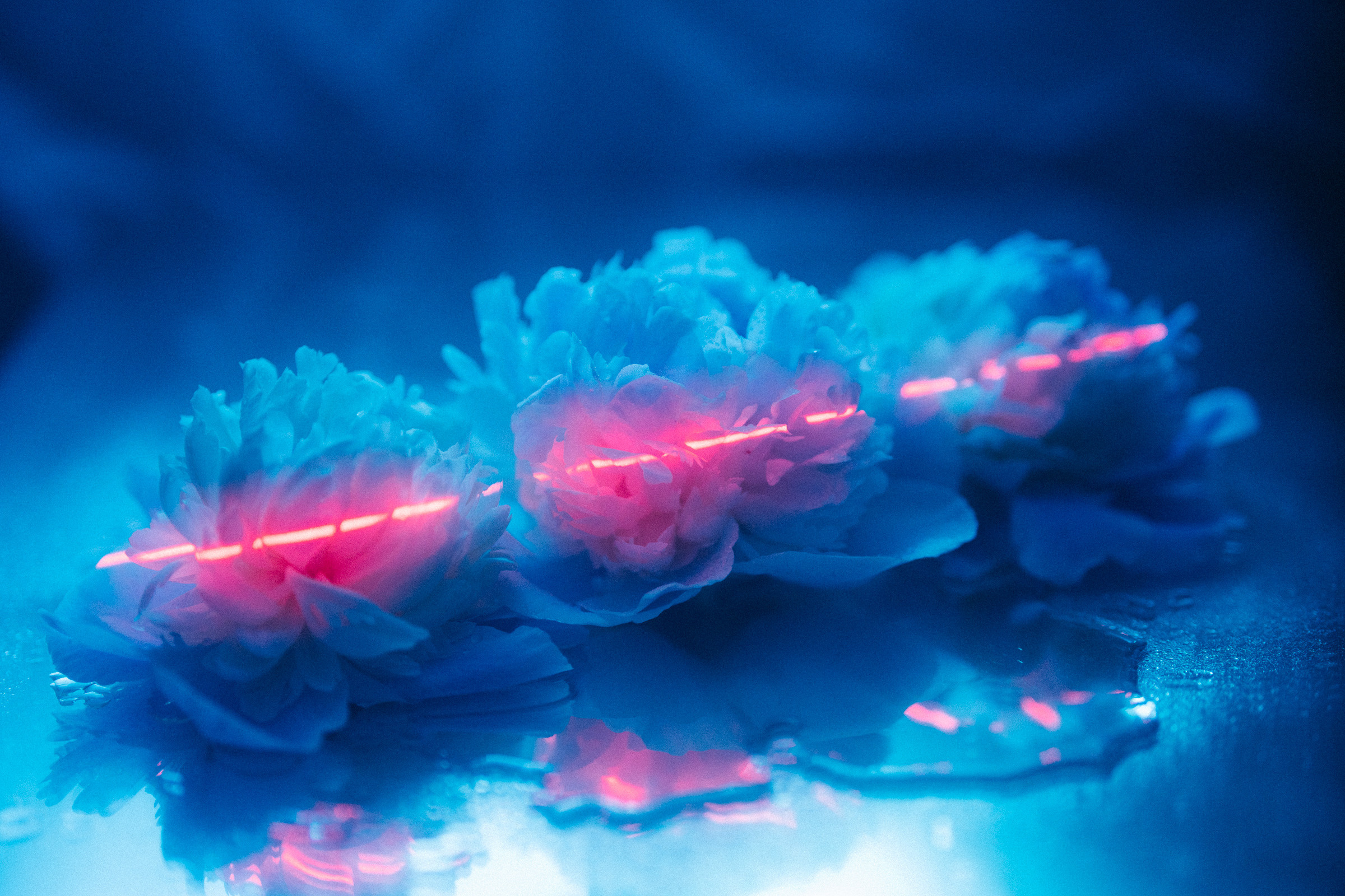 Цветошки. Фотограф на любое событие в Кемерово