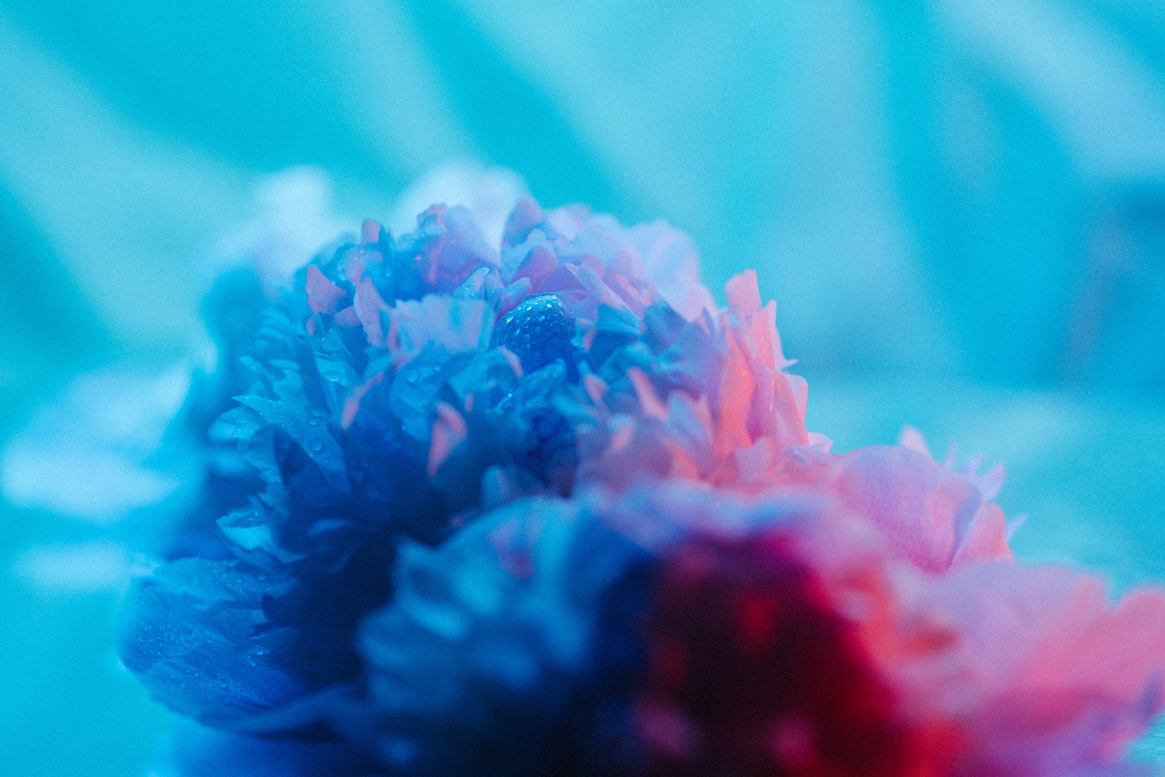 Цветошки. Фотограф на любое событие в Кемерово