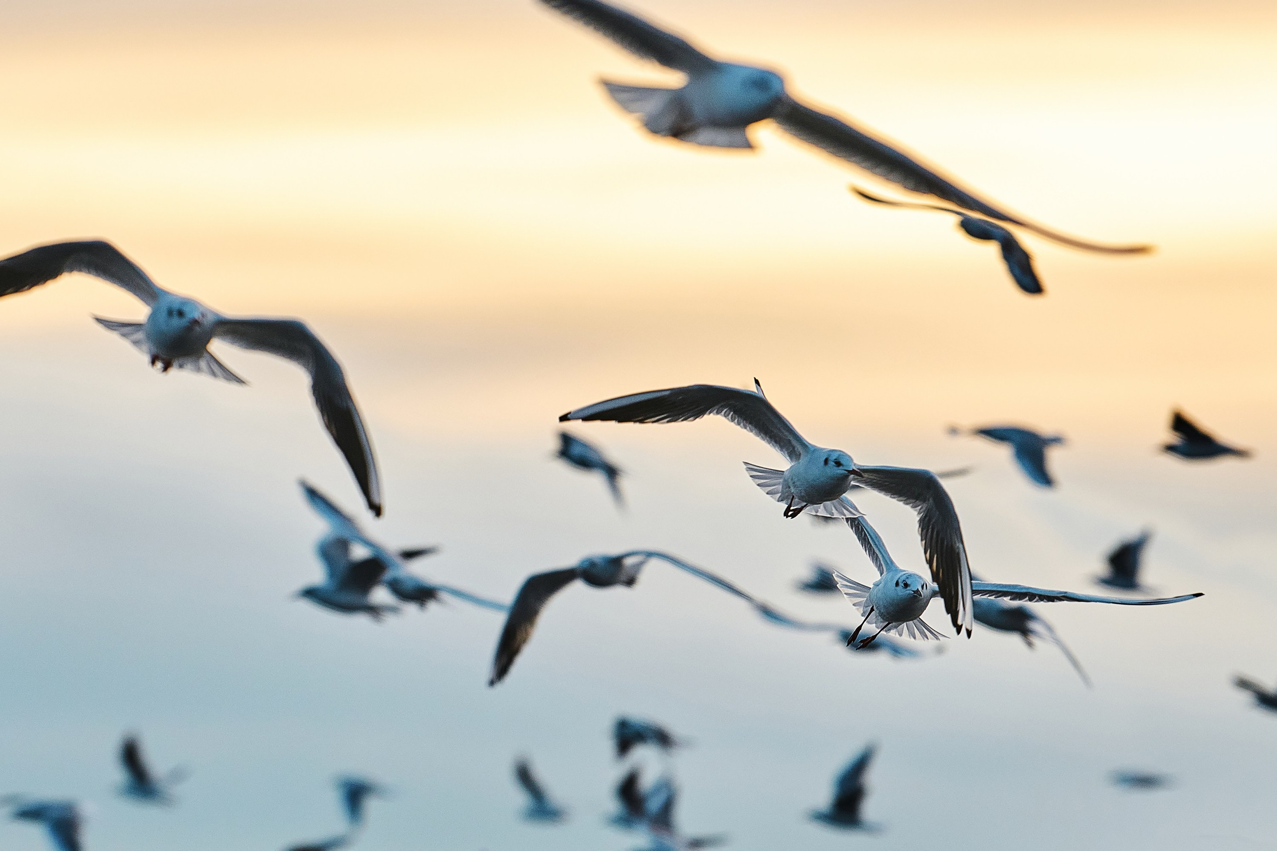 Фотографии животных. Яркие фото на Чёрном море